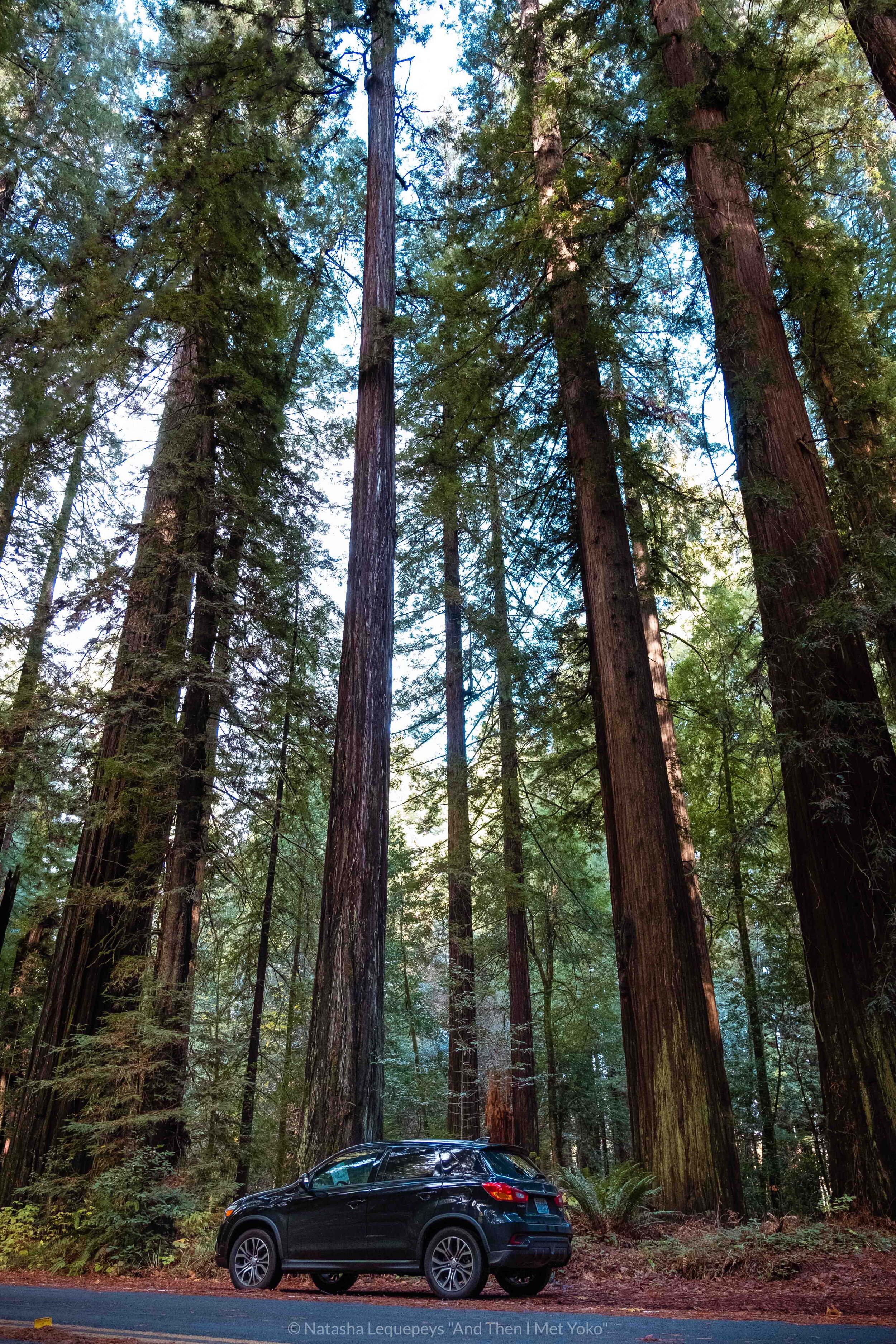 Northern California Coastal Redwoods