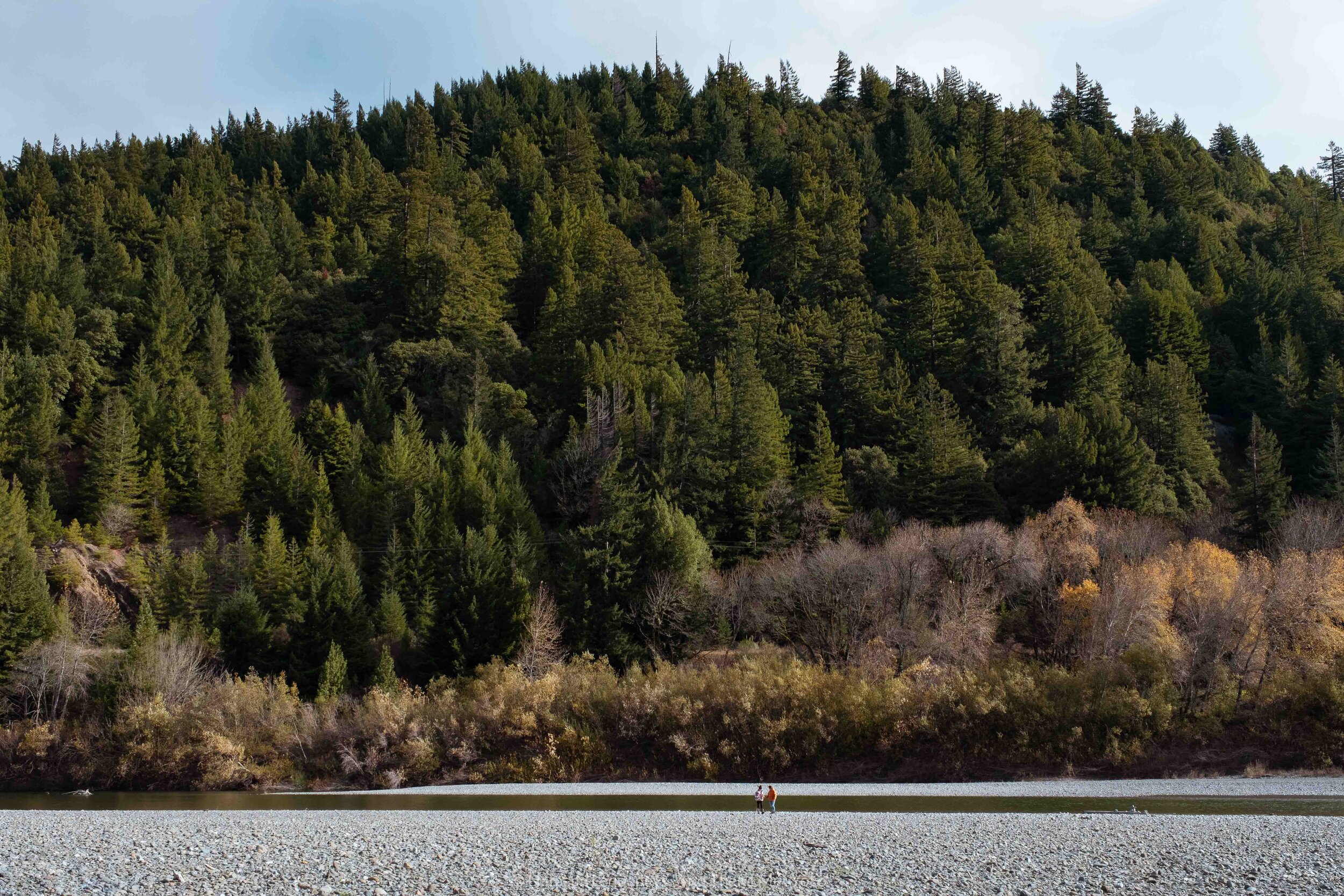 Northern California Coastal Redwoods