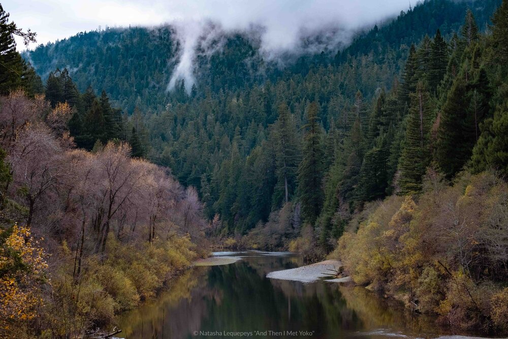 Humboldt Redwoods State Park, California, USA. Travel photography and guide by © Natasha Lequepeys for "And Then I Met Yoko". #california #redwoodnationalpark #travelblog #travelphotography