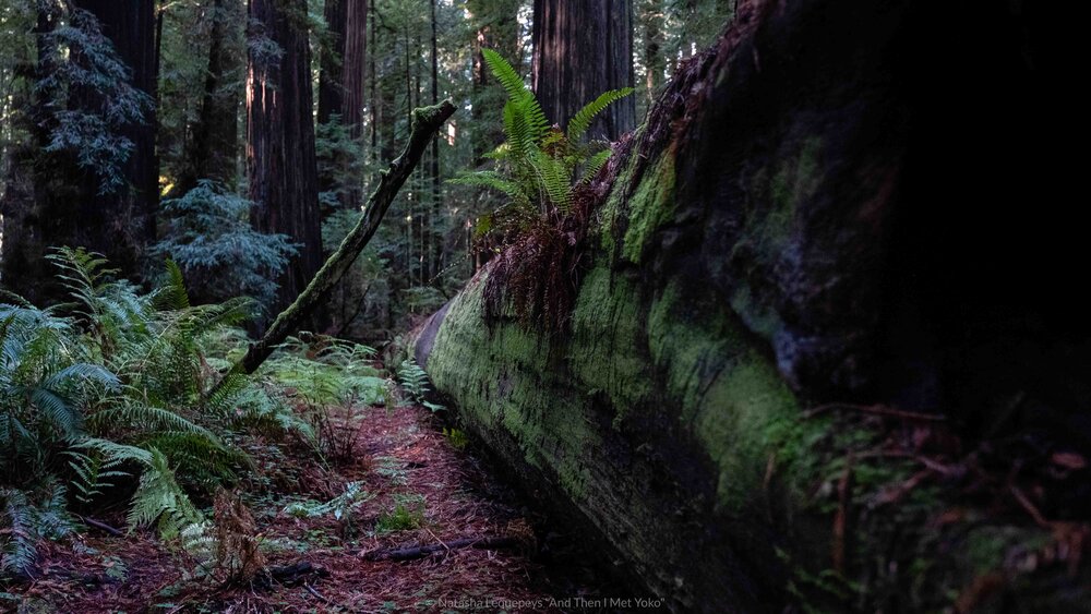 Redwoods National Park, California, USA. Travel photography and guide by © Natasha Lequepeys for "And Then I Met Yoko". #california #redwoodnationalpark #travelblog #travelphotography