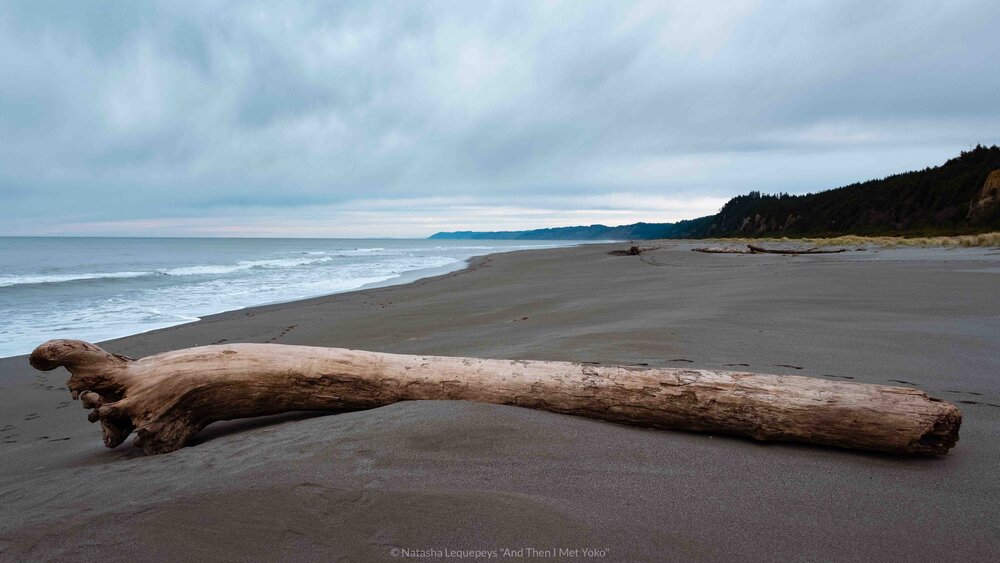 Gold Bluffs Beach - Redwoods National Park. Travel photography and guide by © Natasha Lequepeys for "And Then I Met Yoko". #california #redwoodnationalpark #travelblog #travelphotography