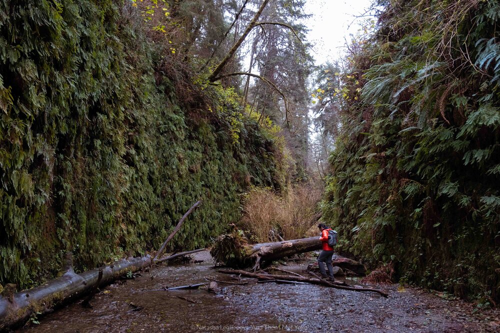 Fern Canyon - Redwoods National Park. Travel photography and guide by © Natasha Lequepeys for "And Then I Met Yoko". #california #redwoodnationalpark #travelblog #travelphotography