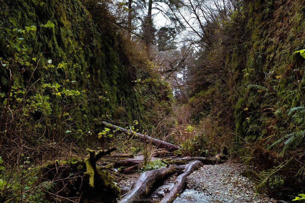 Fern Canyon - Redwoods National Park. Travel photography and guide by © Natasha Lequepeys for "And Then I Met Yoko". #california #redwoodnationalpark #travelblog #travelphotography