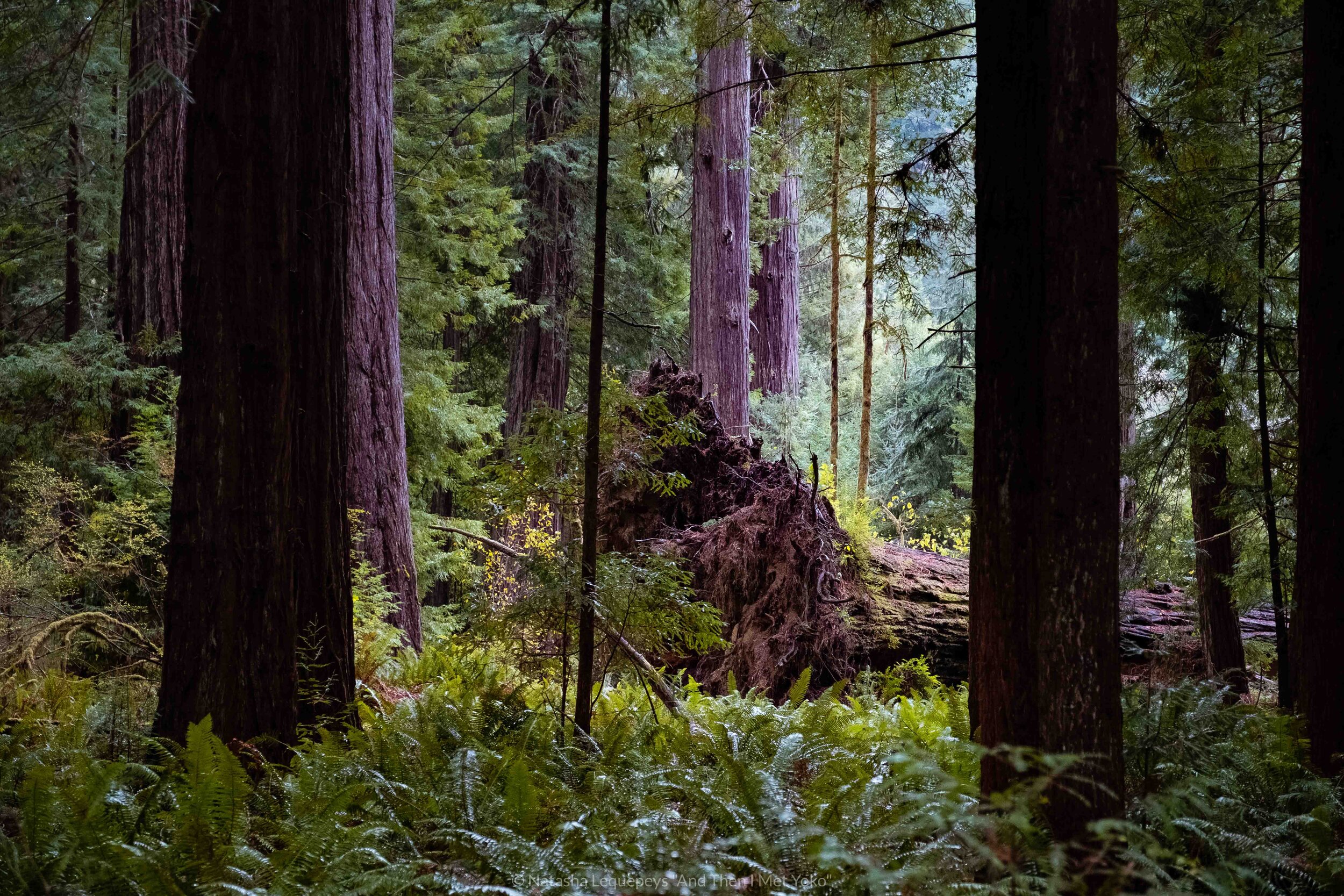 Big Tree Hike - Redwoods National Park, California, USA. Travel photography and guide by © Natasha Lequepeys for "And Then I Met Yoko". #california #redwoodnationalpark #travelblog #travelphotography