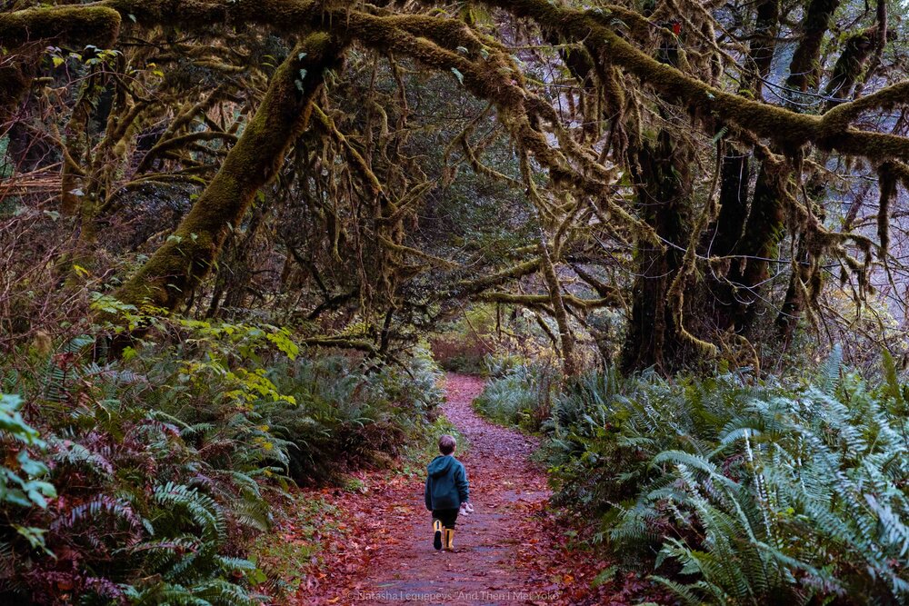 Big Tree Hike - Redwoods National Park, California, USA. Travel photography and guide by © Natasha Lequepeys for "And Then I Met Yoko". #california #redwoodnationalpark #travelblog #travelphotography