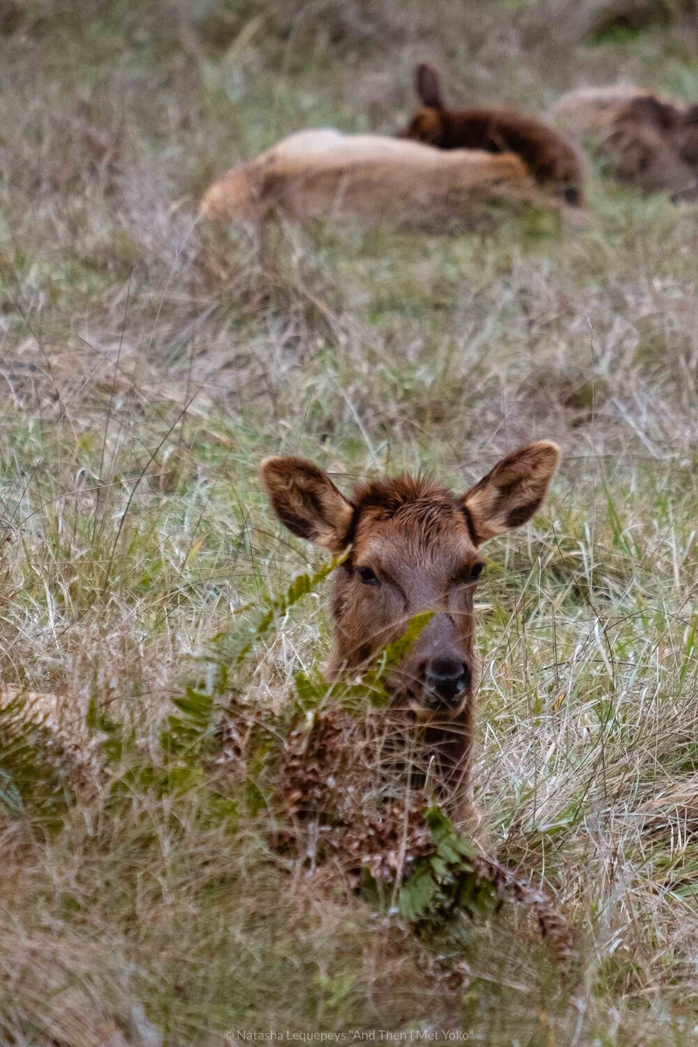 Elk by Fern Canyon - California, USA. Travel photography and guide by © Natasha Lequepeys for "And Then I Met Yoko". #california #redwoodnationalpark #travelblog #travelphotography