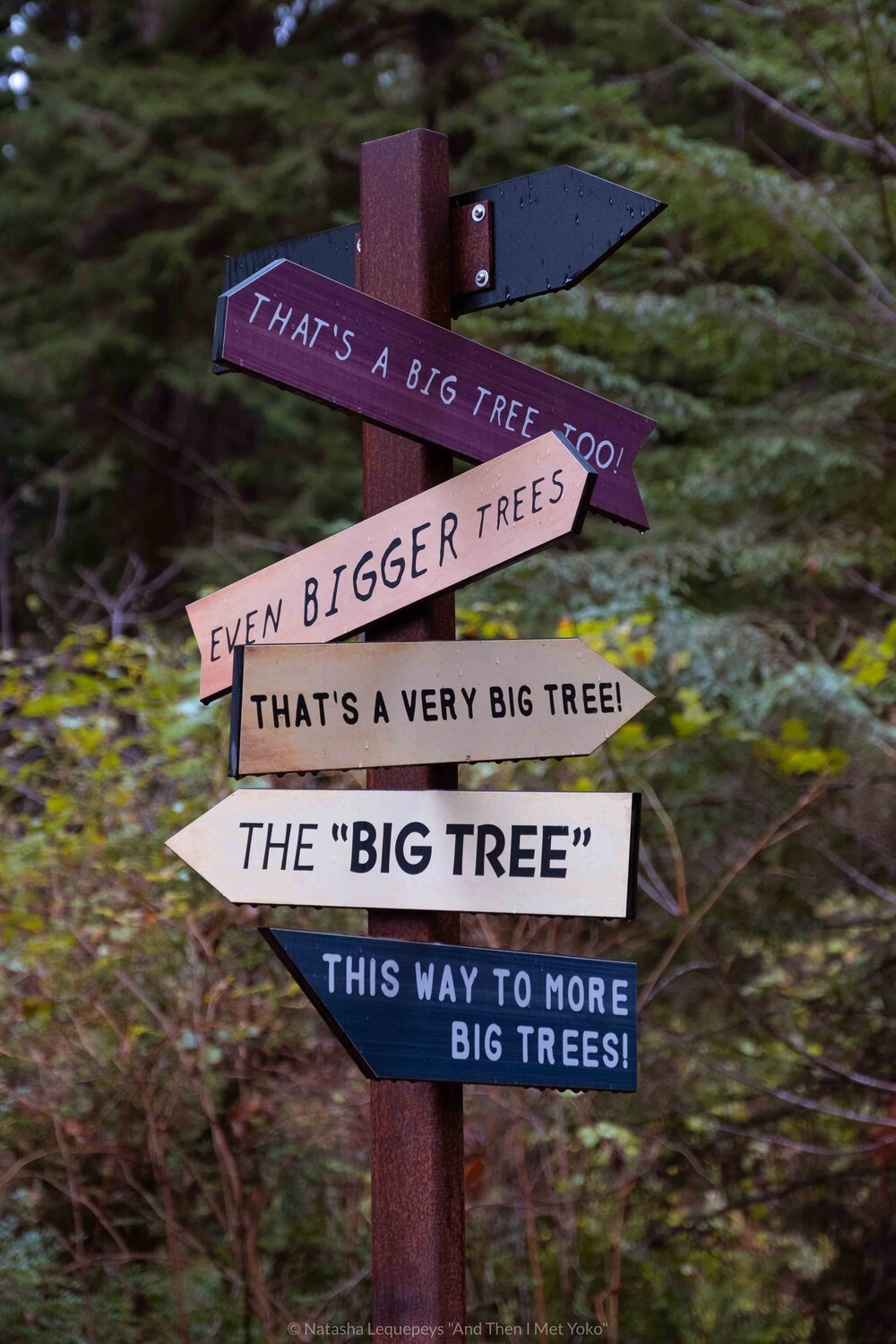 Big Tree hike, Redwoods National Park, California, USA. Travel photography and guide by © Natasha Lequepeys for "And Then I Met Yoko". #california #redwoodnationalpark #travelblog #travelphotography