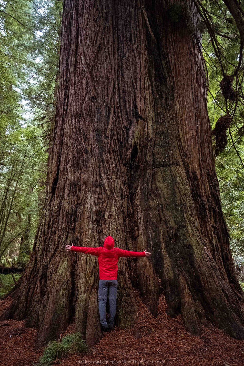 Redwoods National Park, California, USA. Travel photography and guide by © Natasha Lequepeys for "And Then I Met Yoko". #california #redwoodnationalpark #travelblog #travelphotography