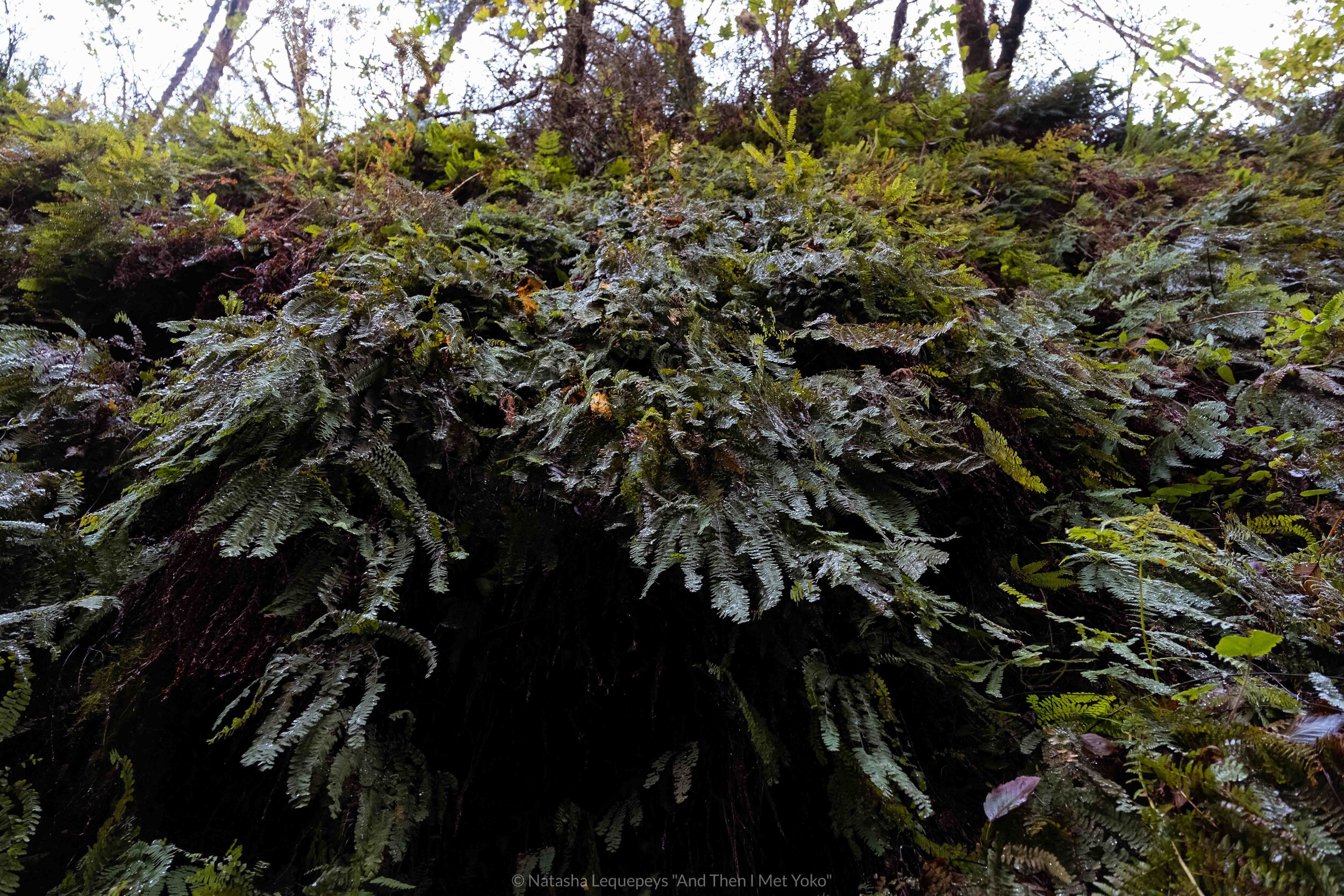 Fern Canyon - Redwoods National Park. Travel photography and guide by © Natasha Lequepeys for "And Then I Met Yoko". #california #redwoodnationalpark #travelblog #travelphotography