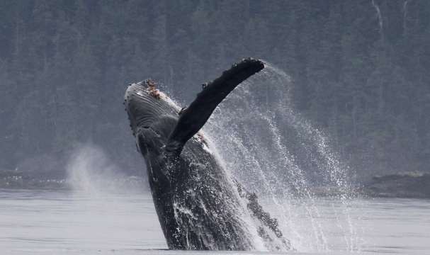 Humpback Whales