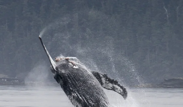 whales2 - seasmoke.jpeg