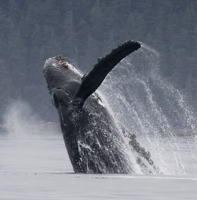 whales - seasmoke.jpeg