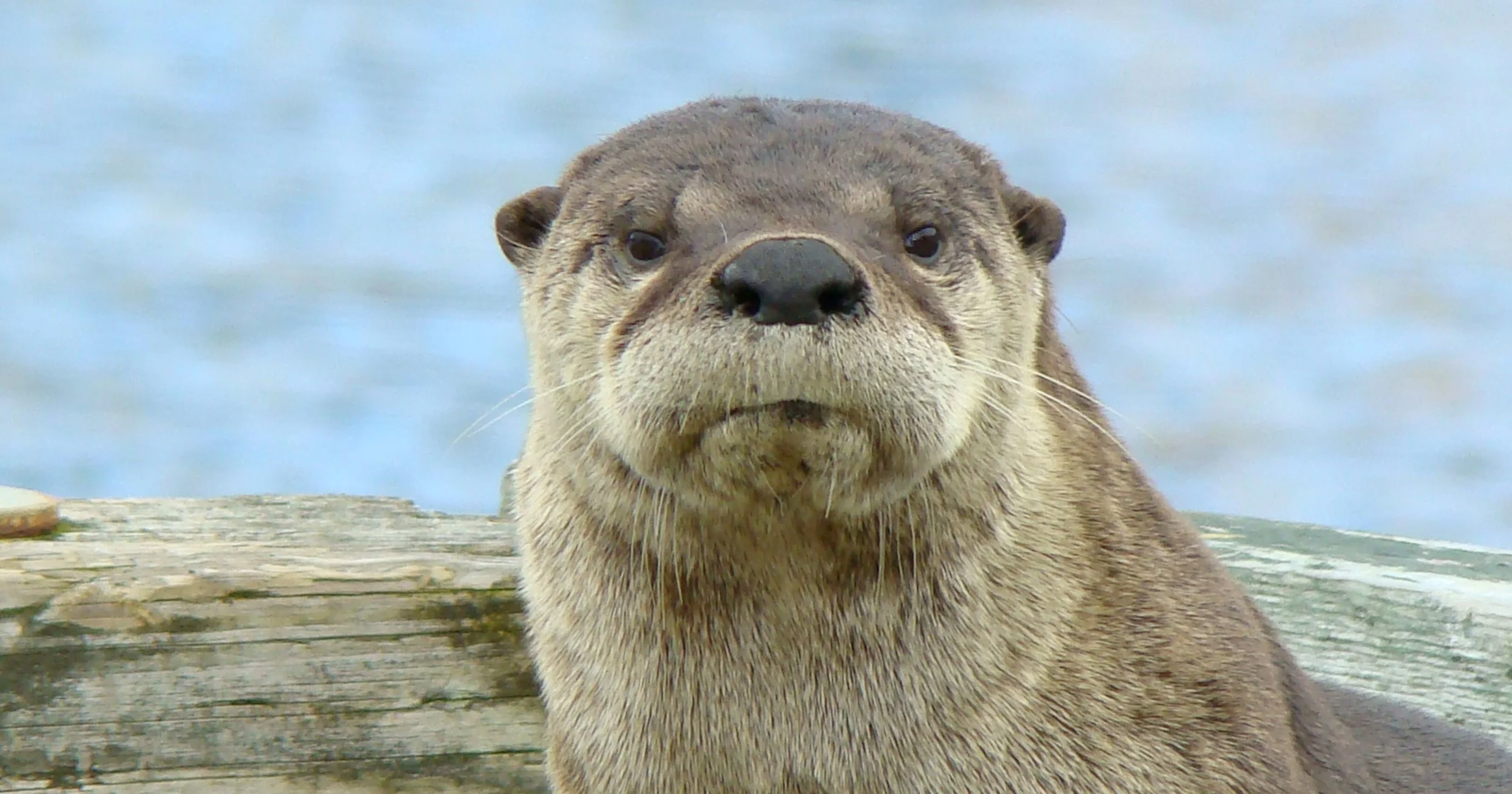 1-DSC09688print 16x9wm.JPG