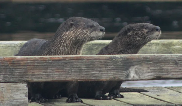 otherwildlife - seasmoke.jpeg