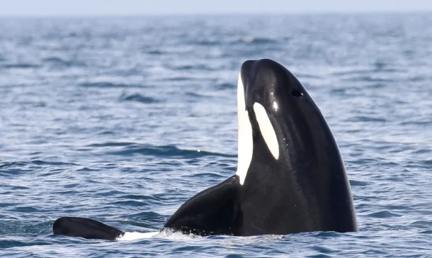 killer whale - seasmoke.jpeg