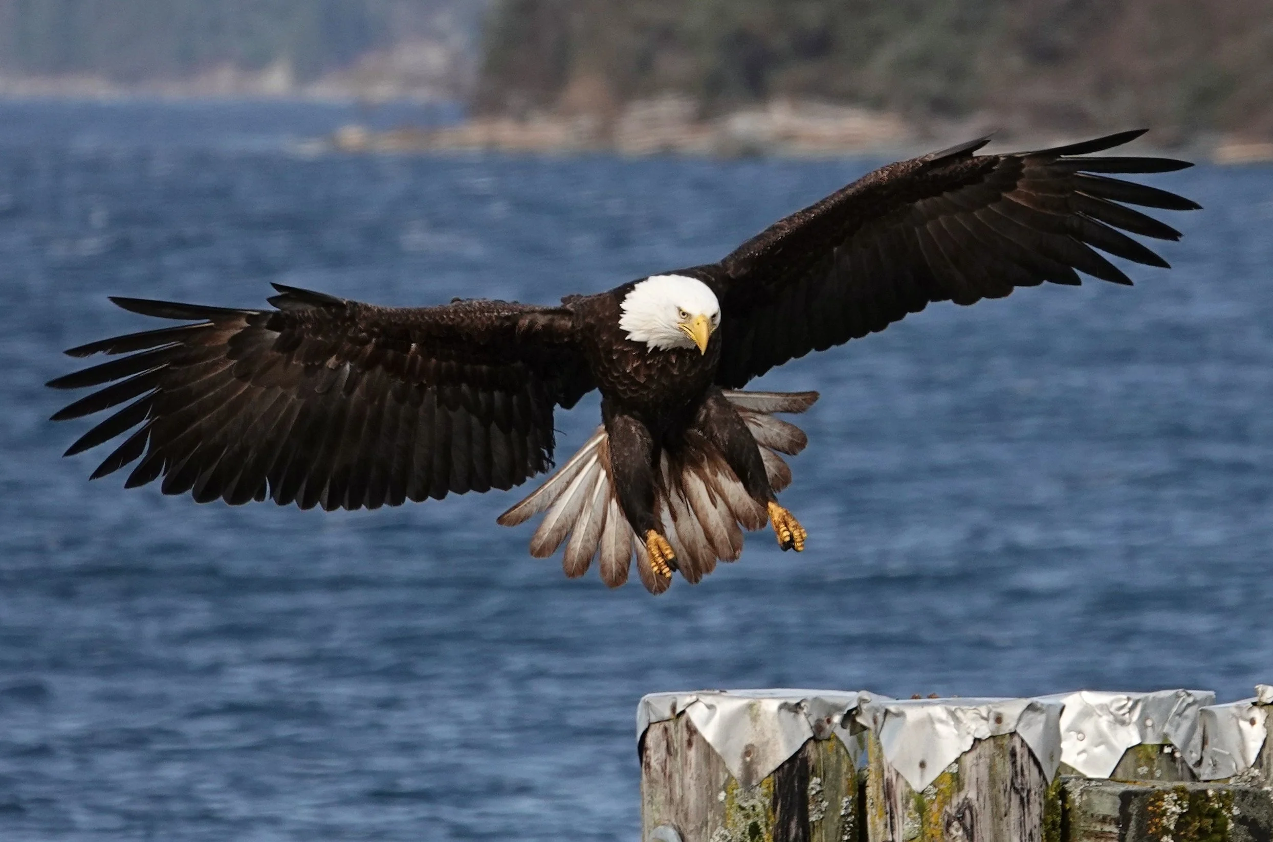 1-DSC06428adjcr 5x7wm.JPG