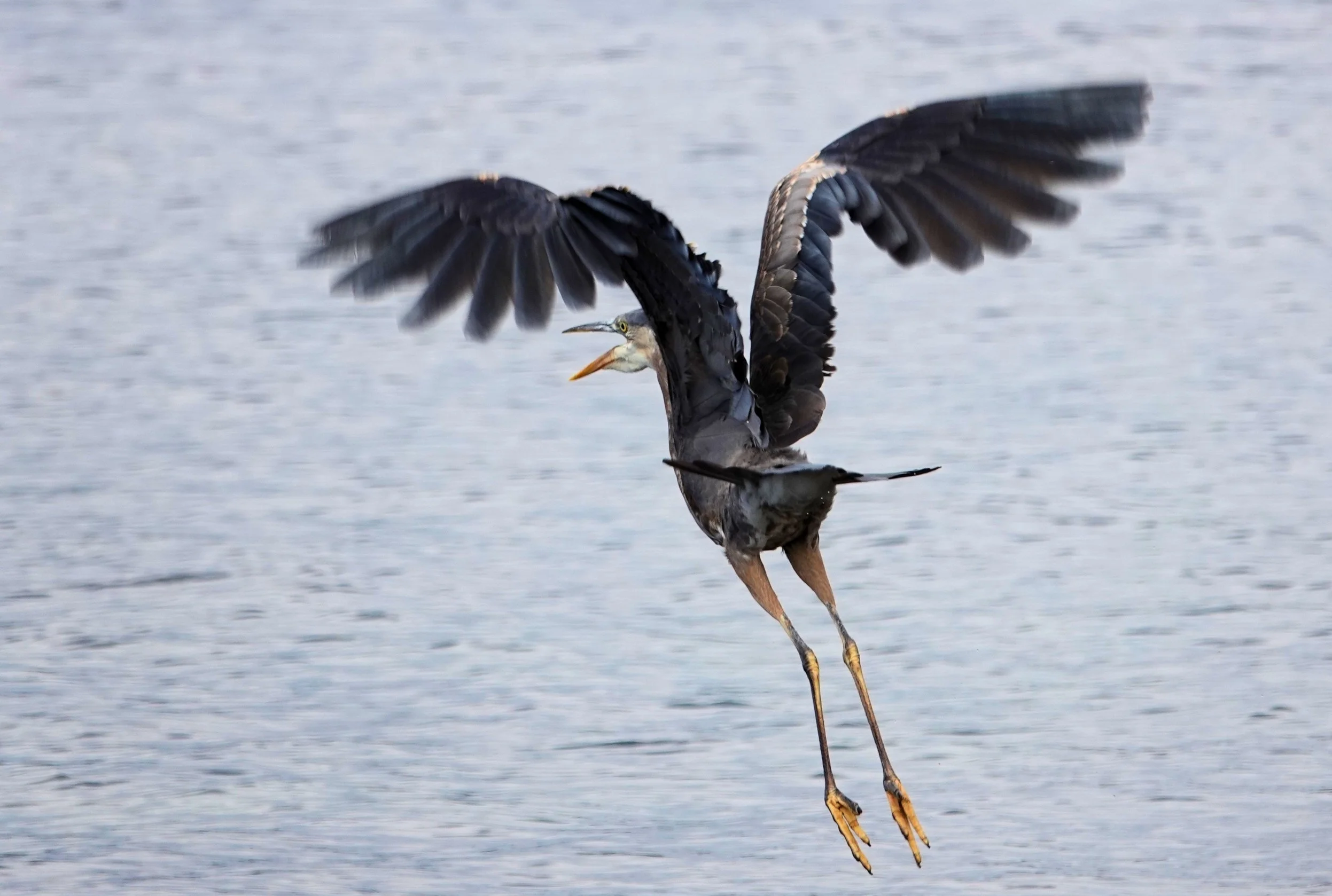 1-DSC03020 NIE 5x7wm.JPG