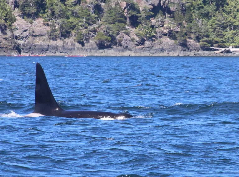 A gift of calm seas, brilliant sunshine and an Rich array of Wildlife encounters - July 16th