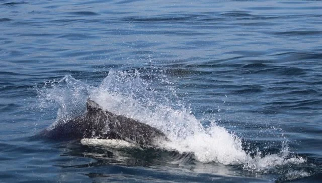 Humpbacks, Eaglets and a thrilling Porpoise Experience - July 17th