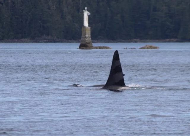 A Whale of a Day - July 18th