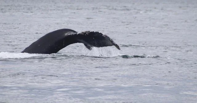 A Flurry of Activity with Dynamic Dolphins - July 19th