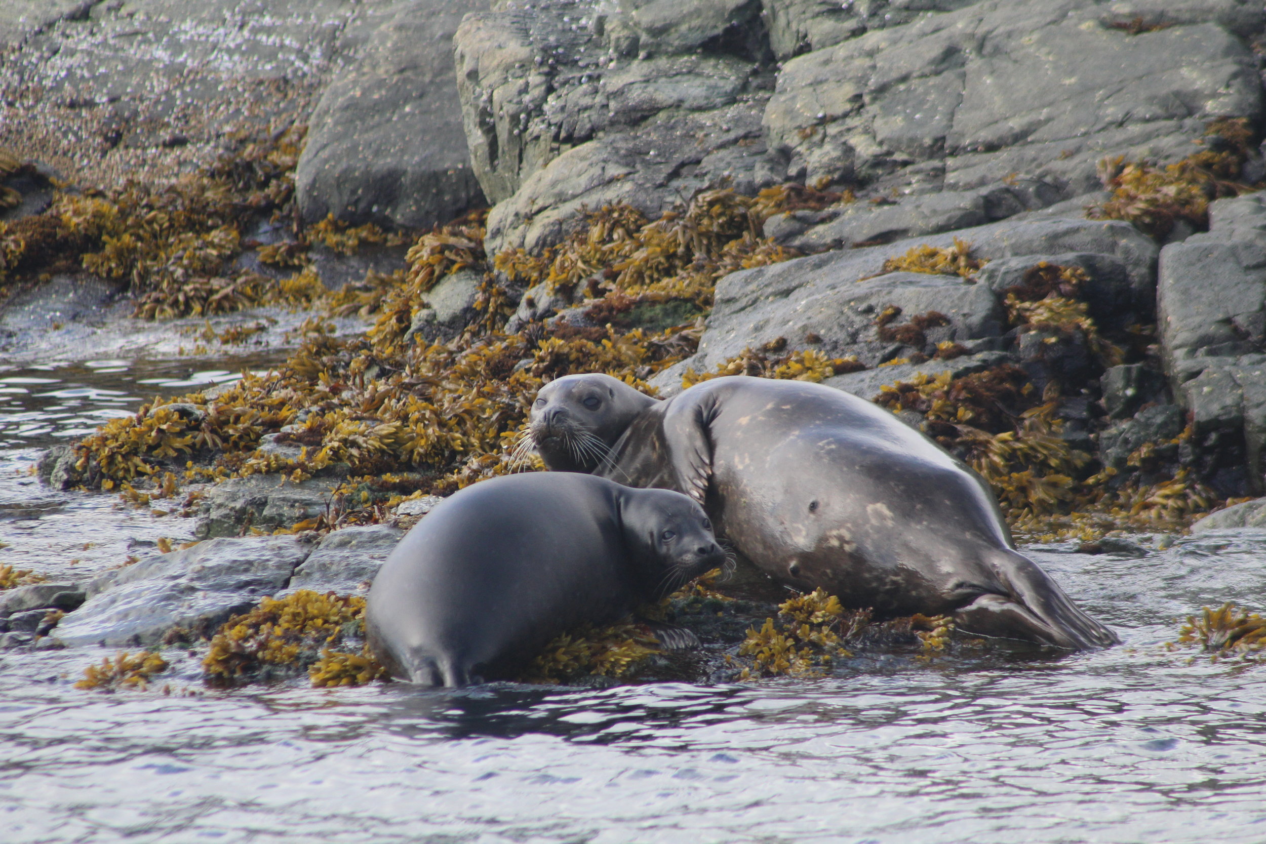 Dynamic day with Orca, Humpbacks and feasting birds