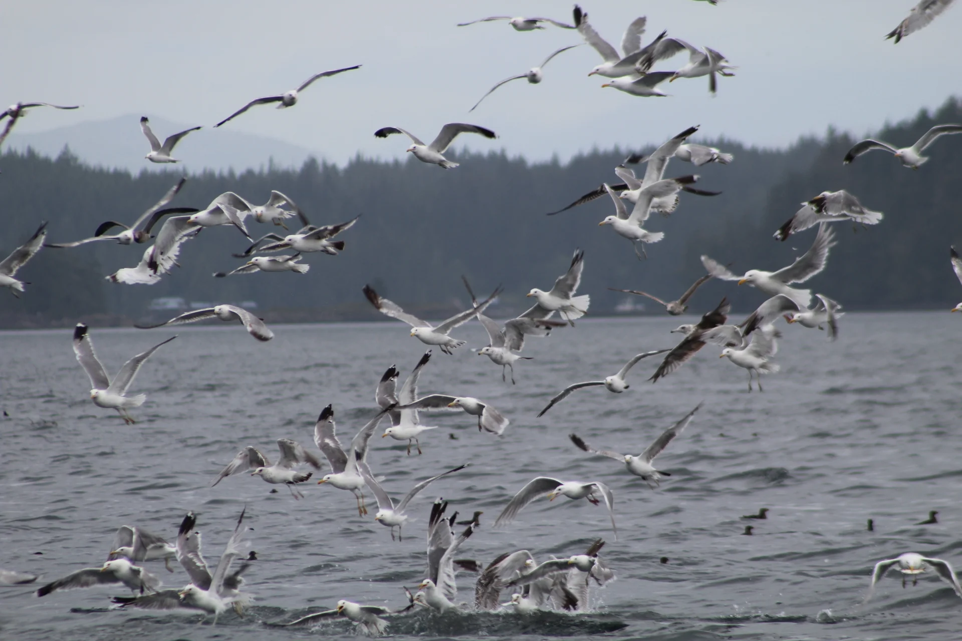 All Creatures Great and Small Feasted Upon the Sea