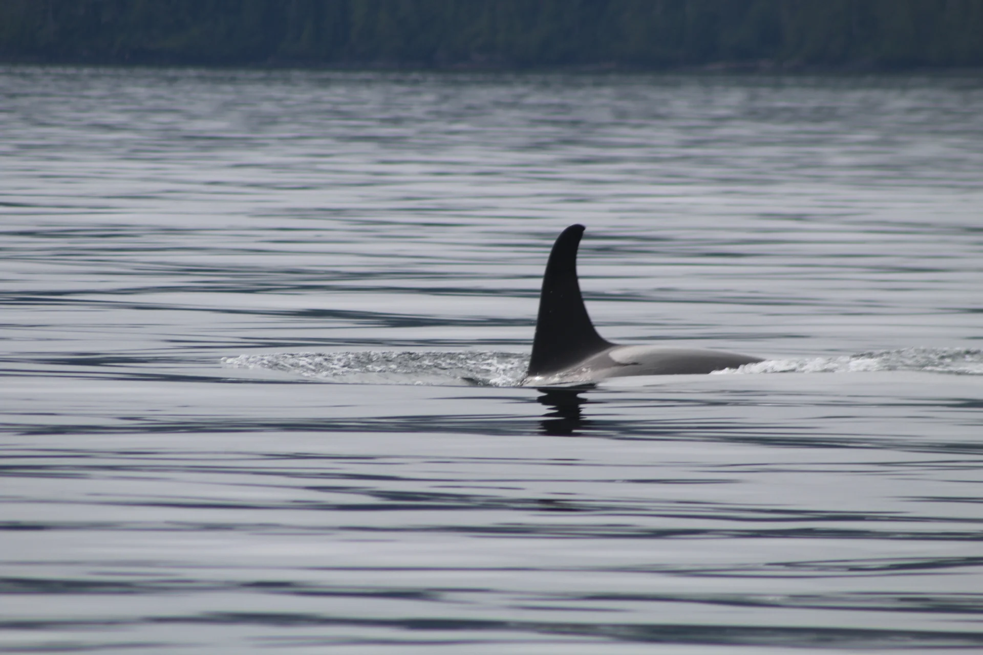 An Array of Numerous Species all on a Three Hour Tour