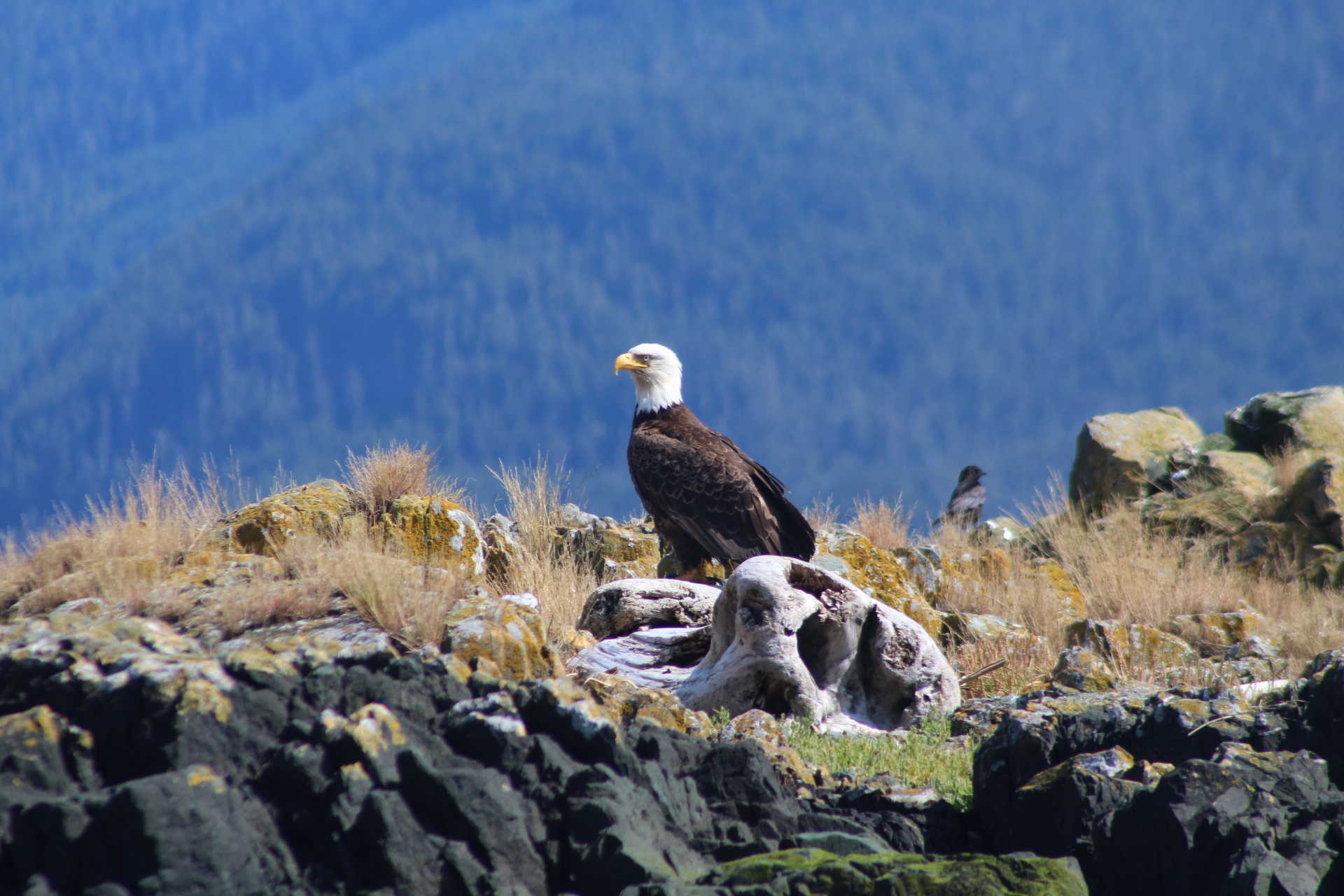 Wildlife Extravaganza