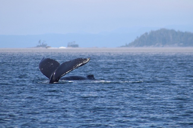 Marine Mammals amongst the Mist