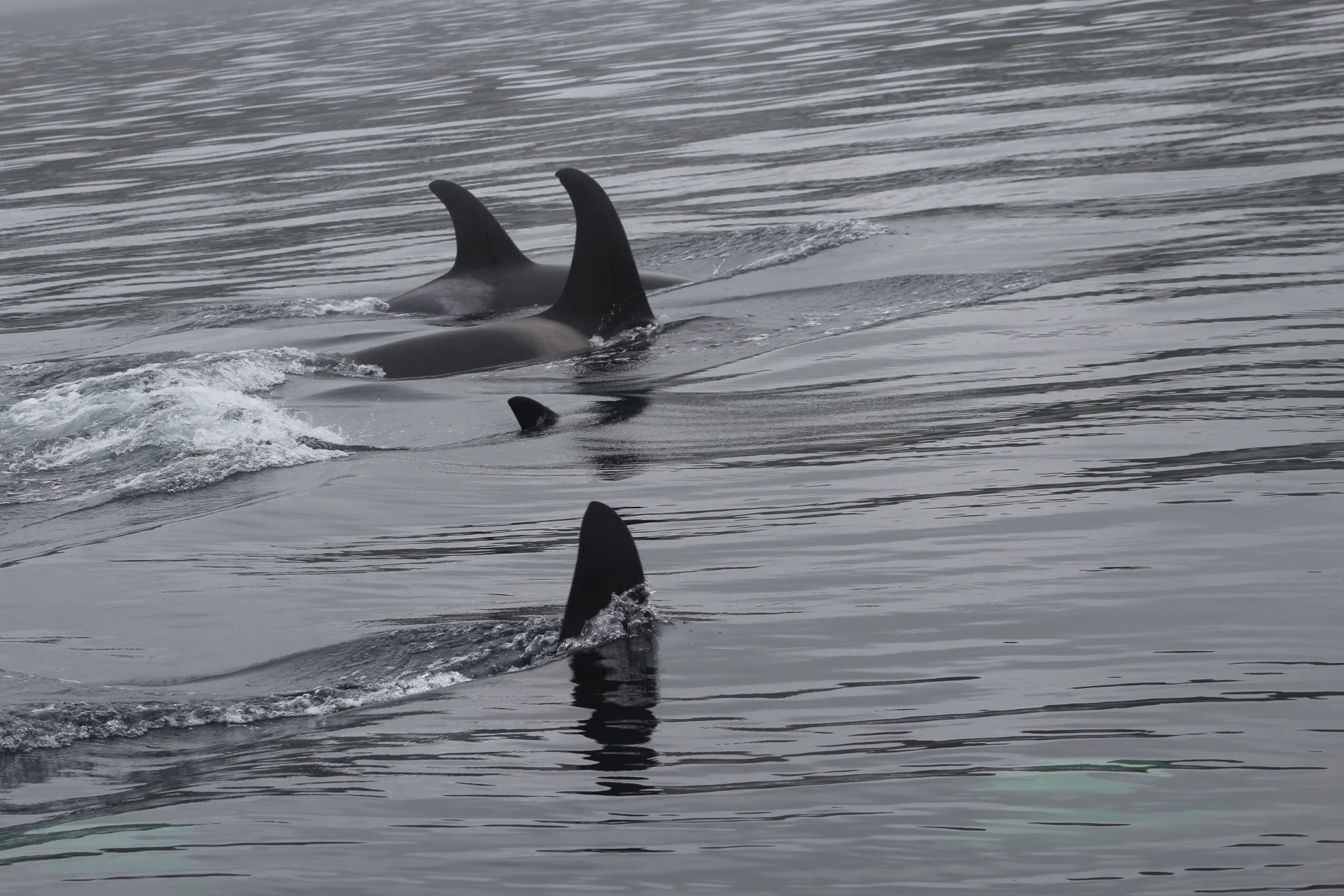 The season of Fog is upon us