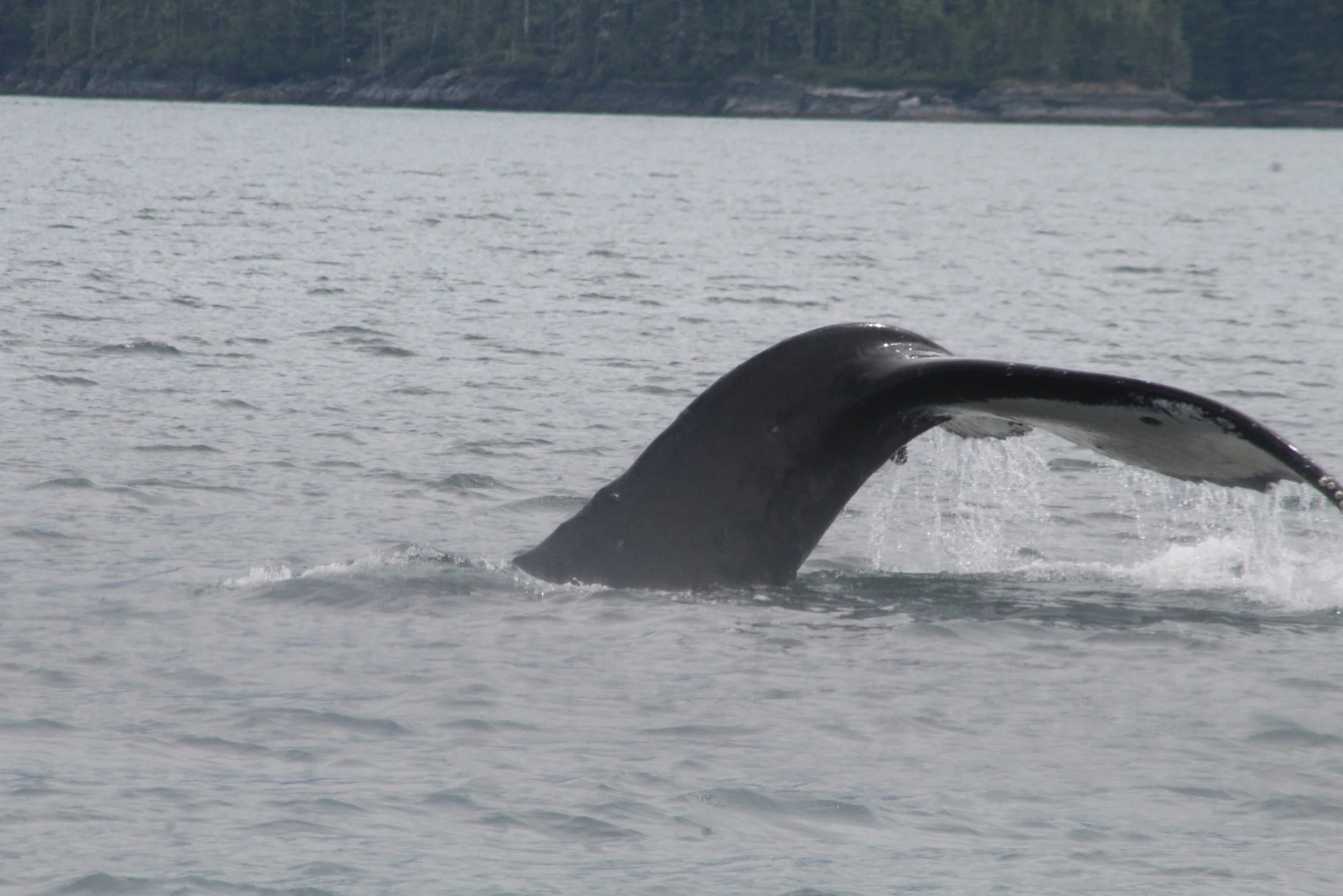 Sunshine on our shoulders made us happy - and whales did to!