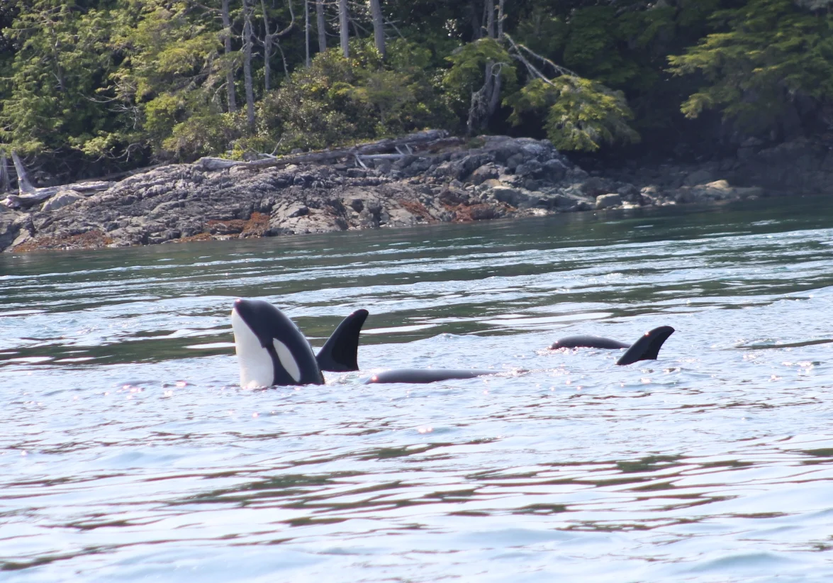 Cetaceans on a Sunny Day