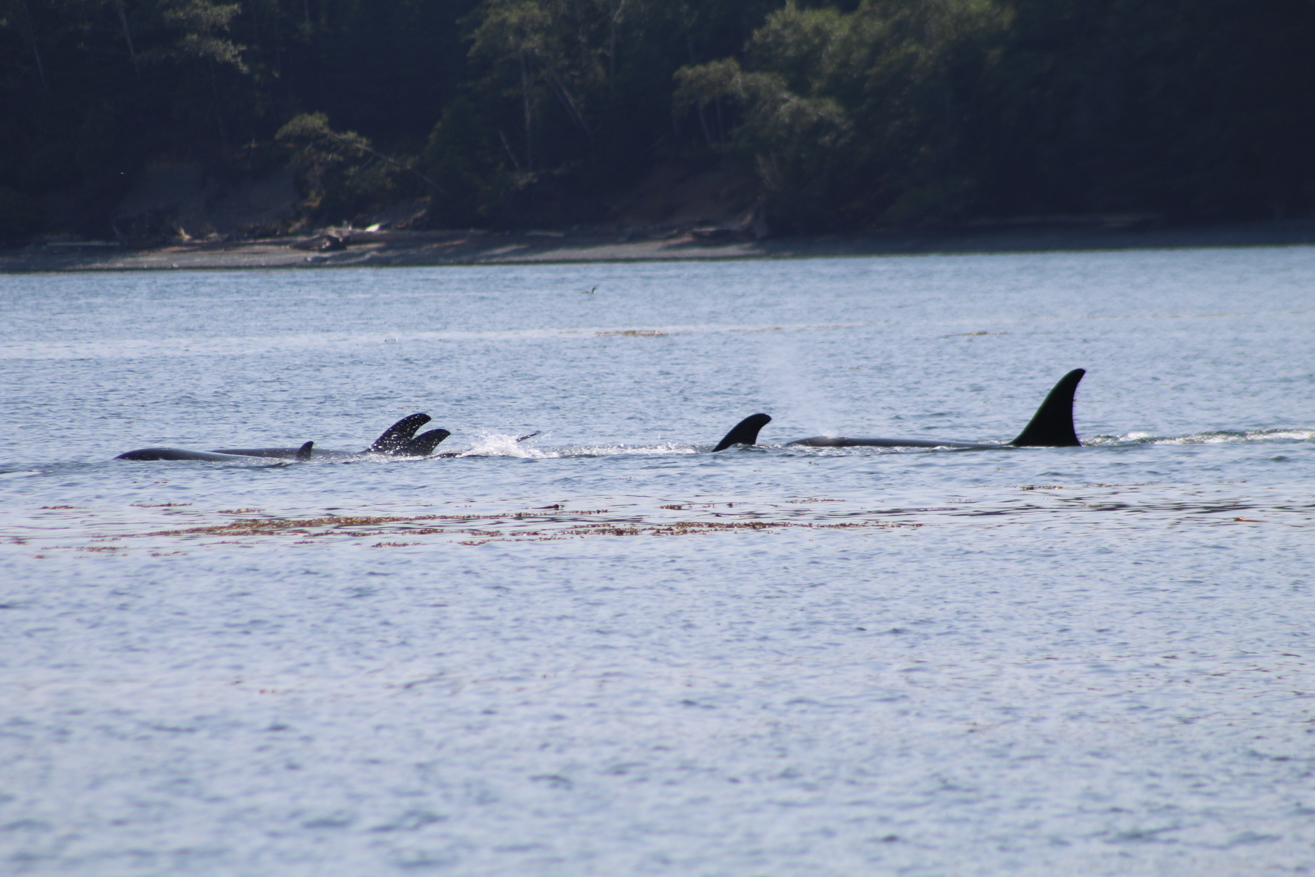 Orca's in a Glassy, Calm Sea