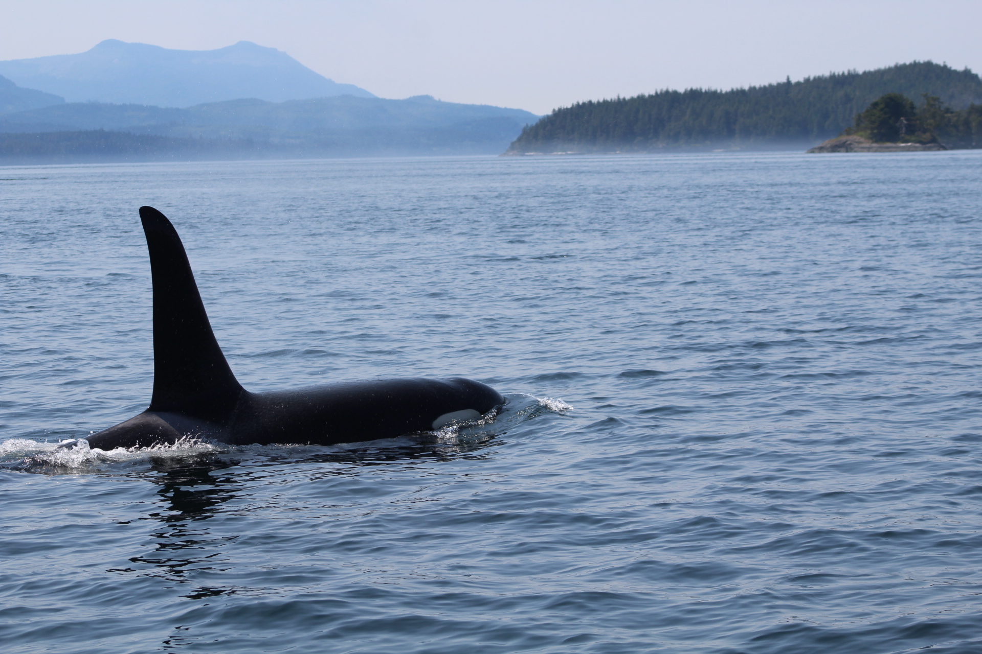 A Full Day on the Water with Wildlife Galore