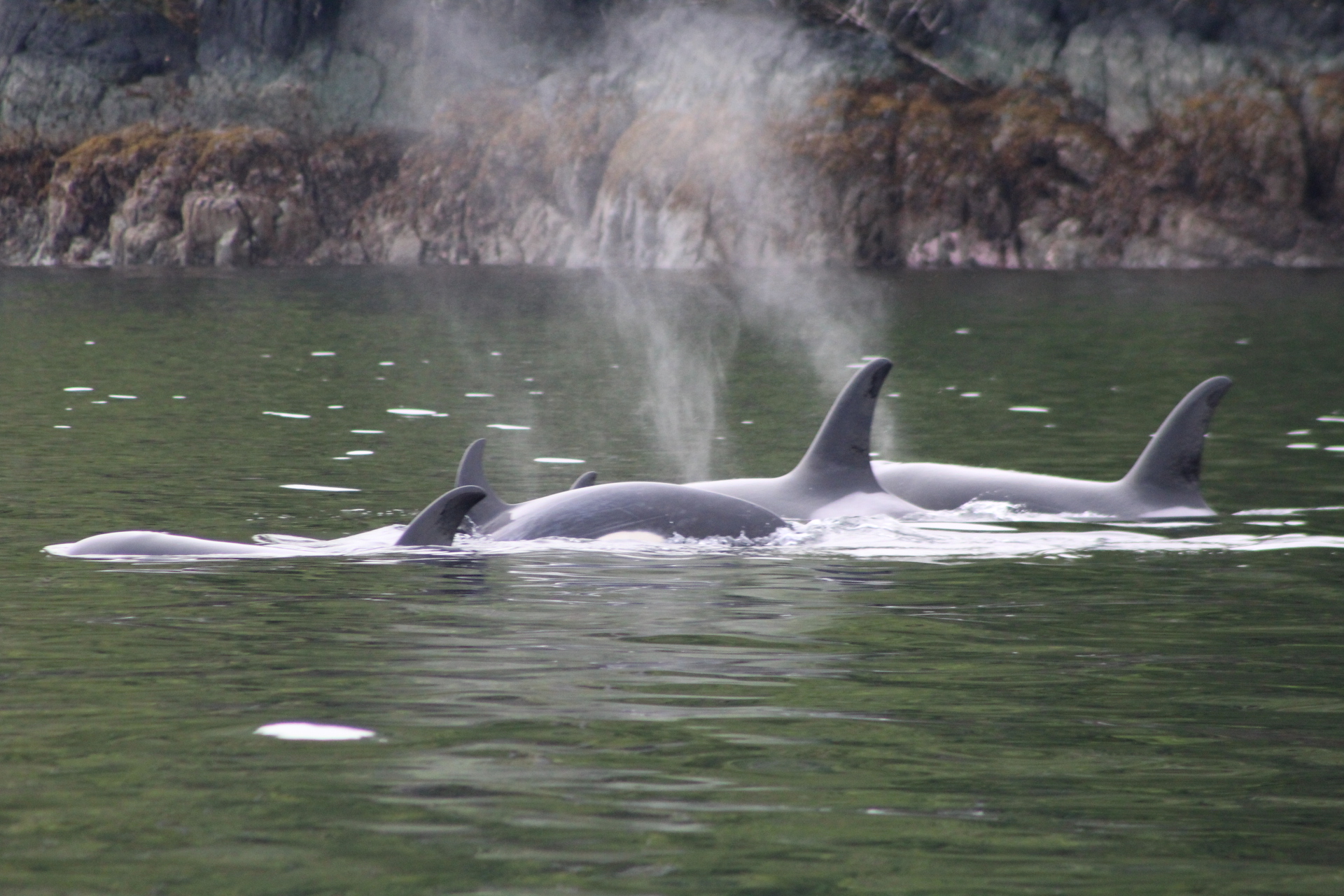 A Day of Breaching Orca and Humpback Whales