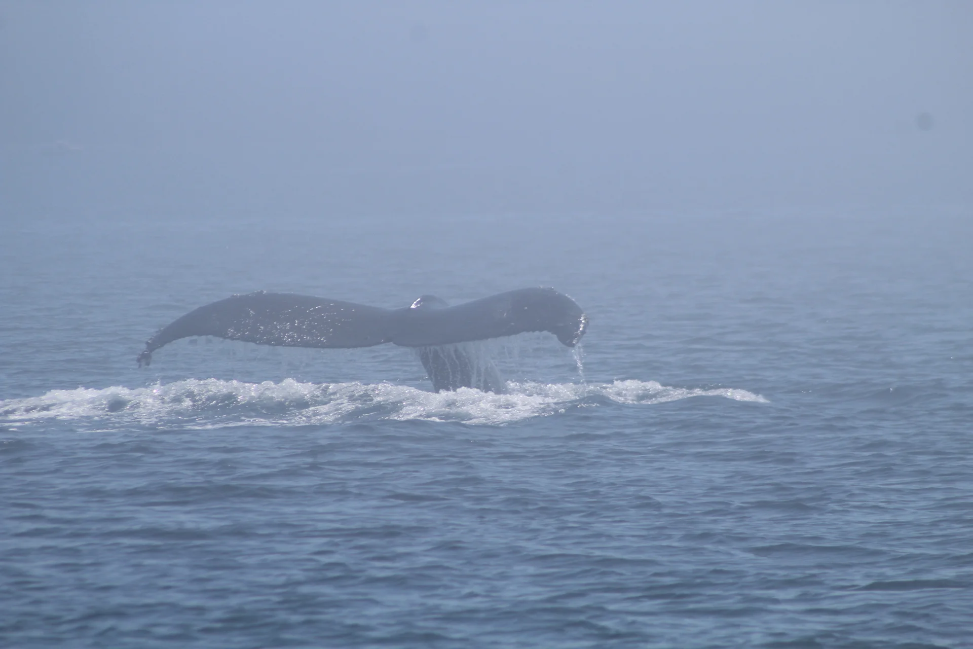 Magnificent Wildlife on a Mission