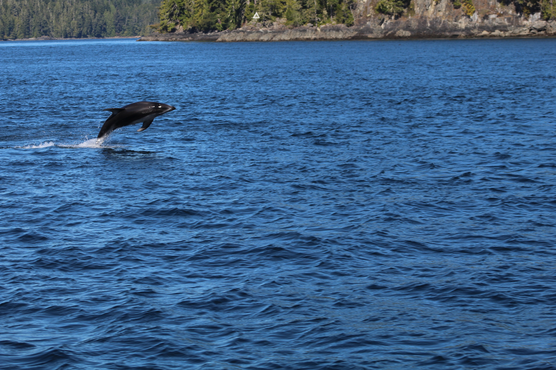 Orca, Humpbacks and Acrobatic Dolphins Creates a Perfect Day