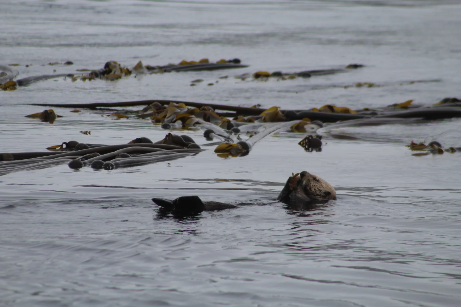 Rare and Wonderful Wildlife Encounters