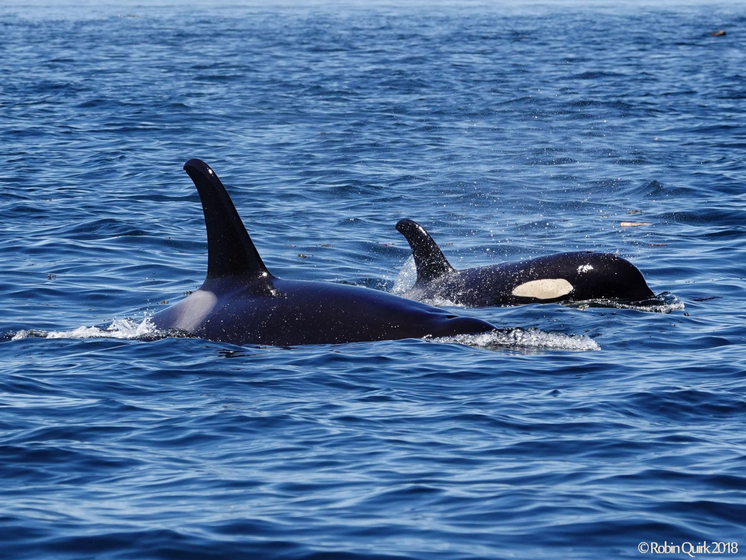 Orca, Humpbacks & Seine Boats