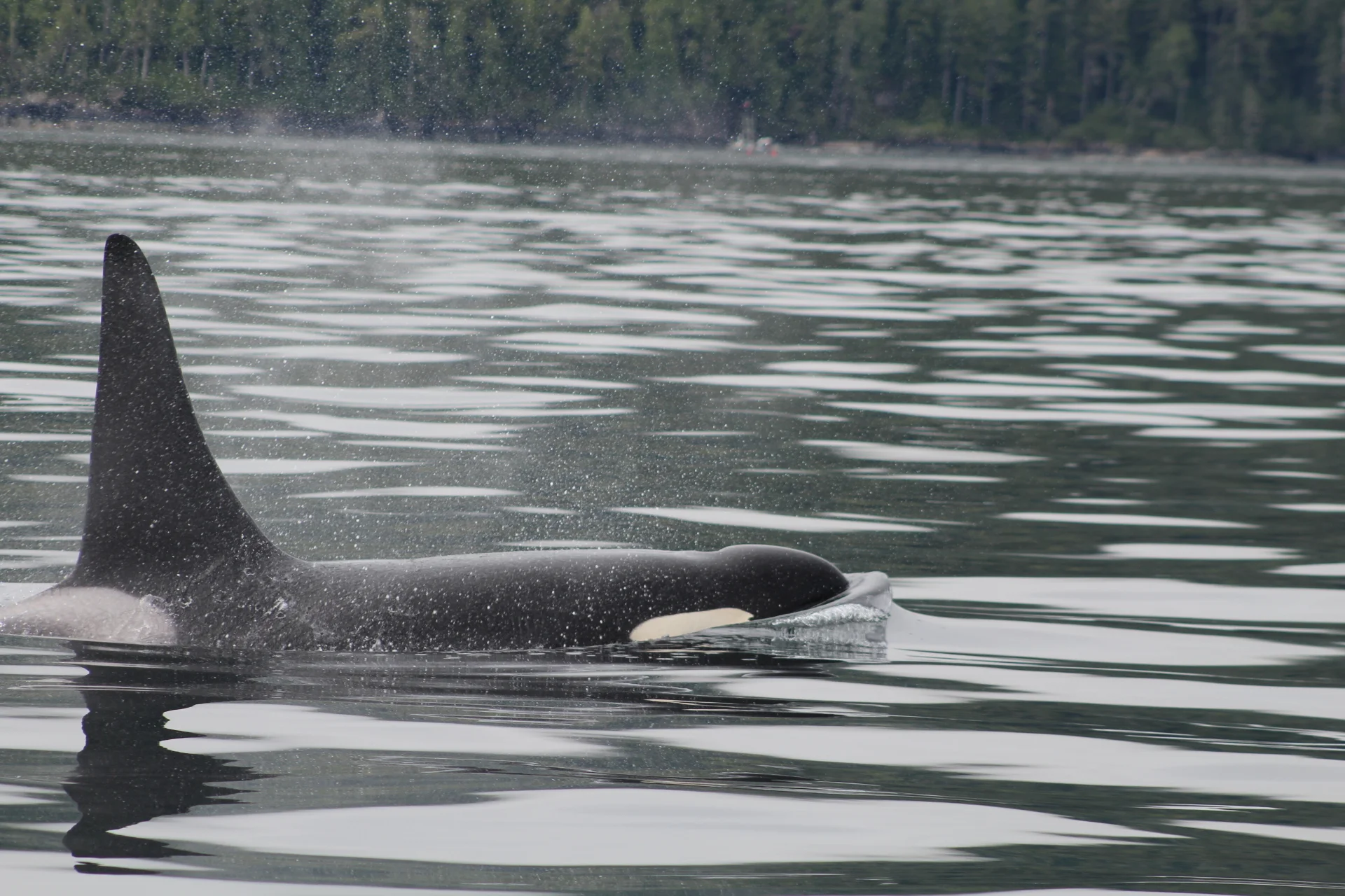 Magnificent Wildlife and Beautiful Scenery Makes our Day