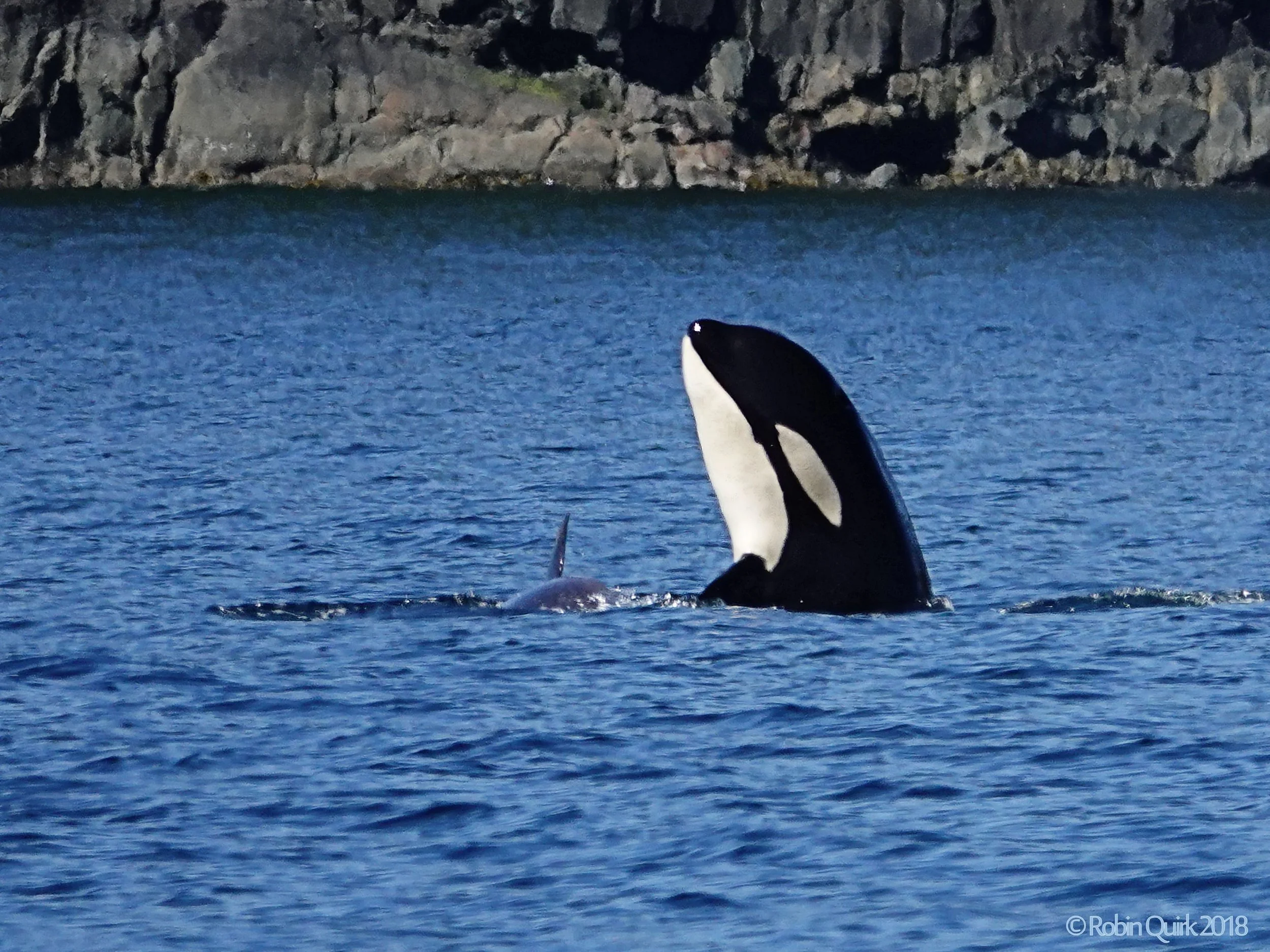 Our Eaglets have Left Home
