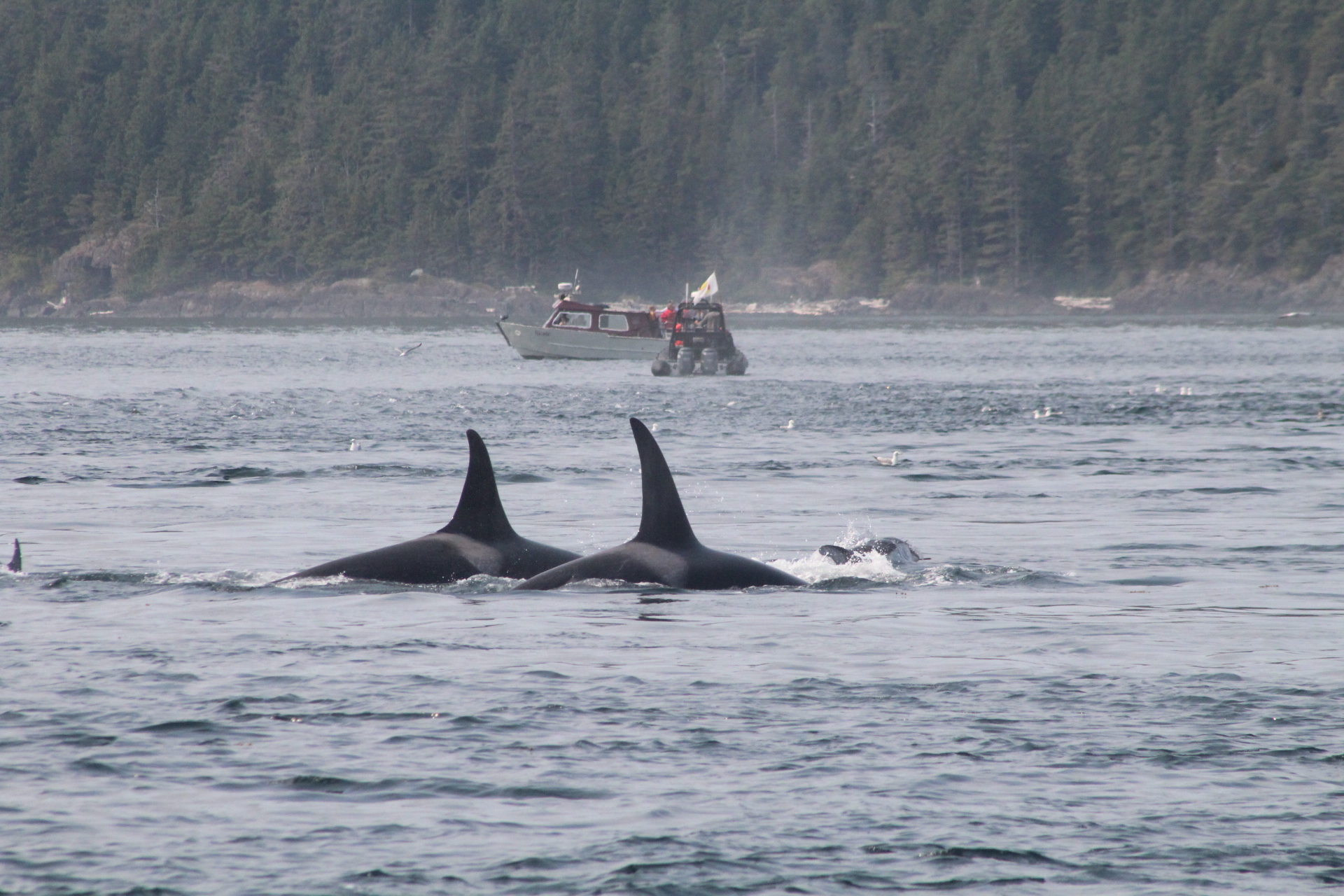 Lively Ocean Currents Stirs up Food for the Wildlife