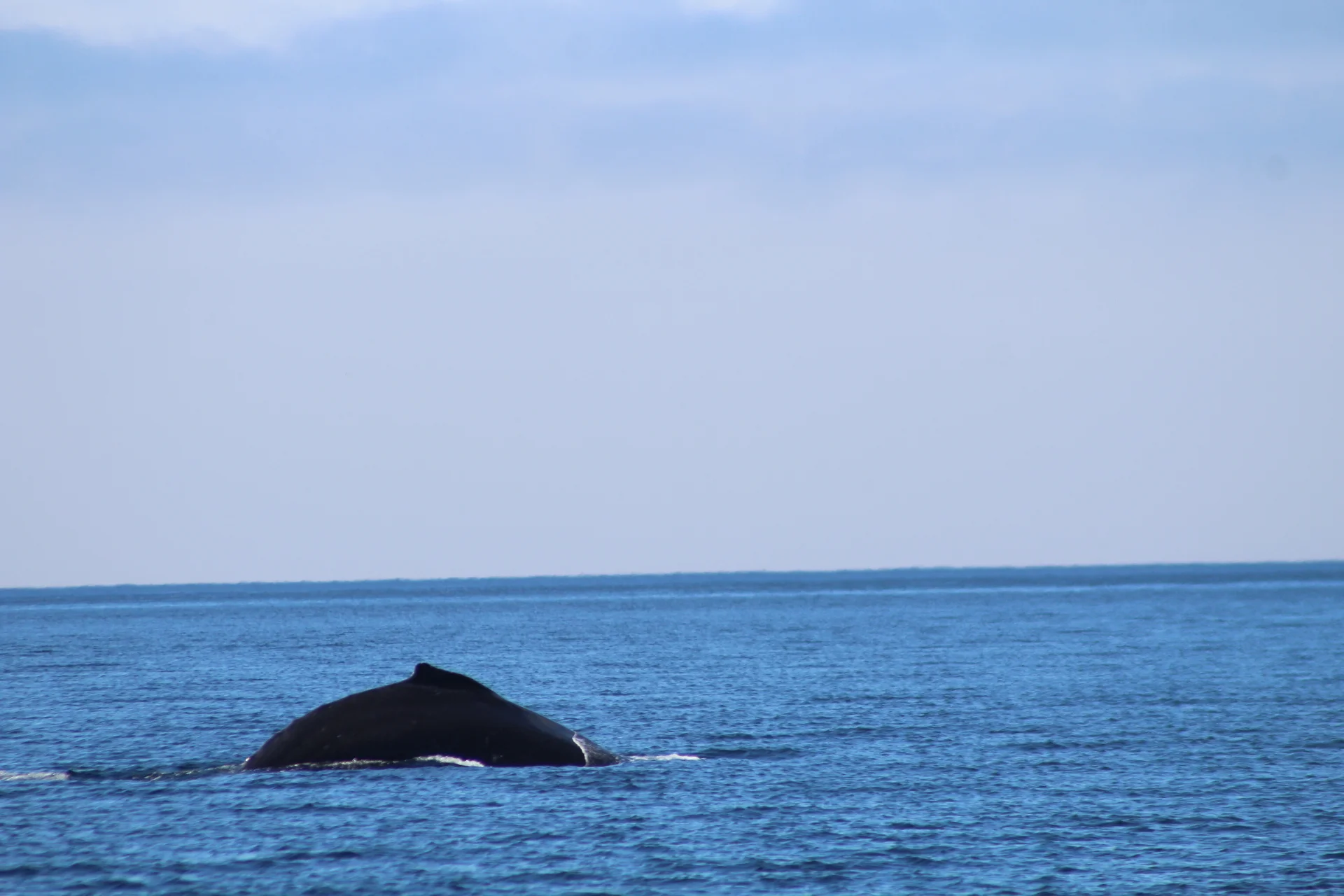 Humpbacks by Day and Orcas by Night
