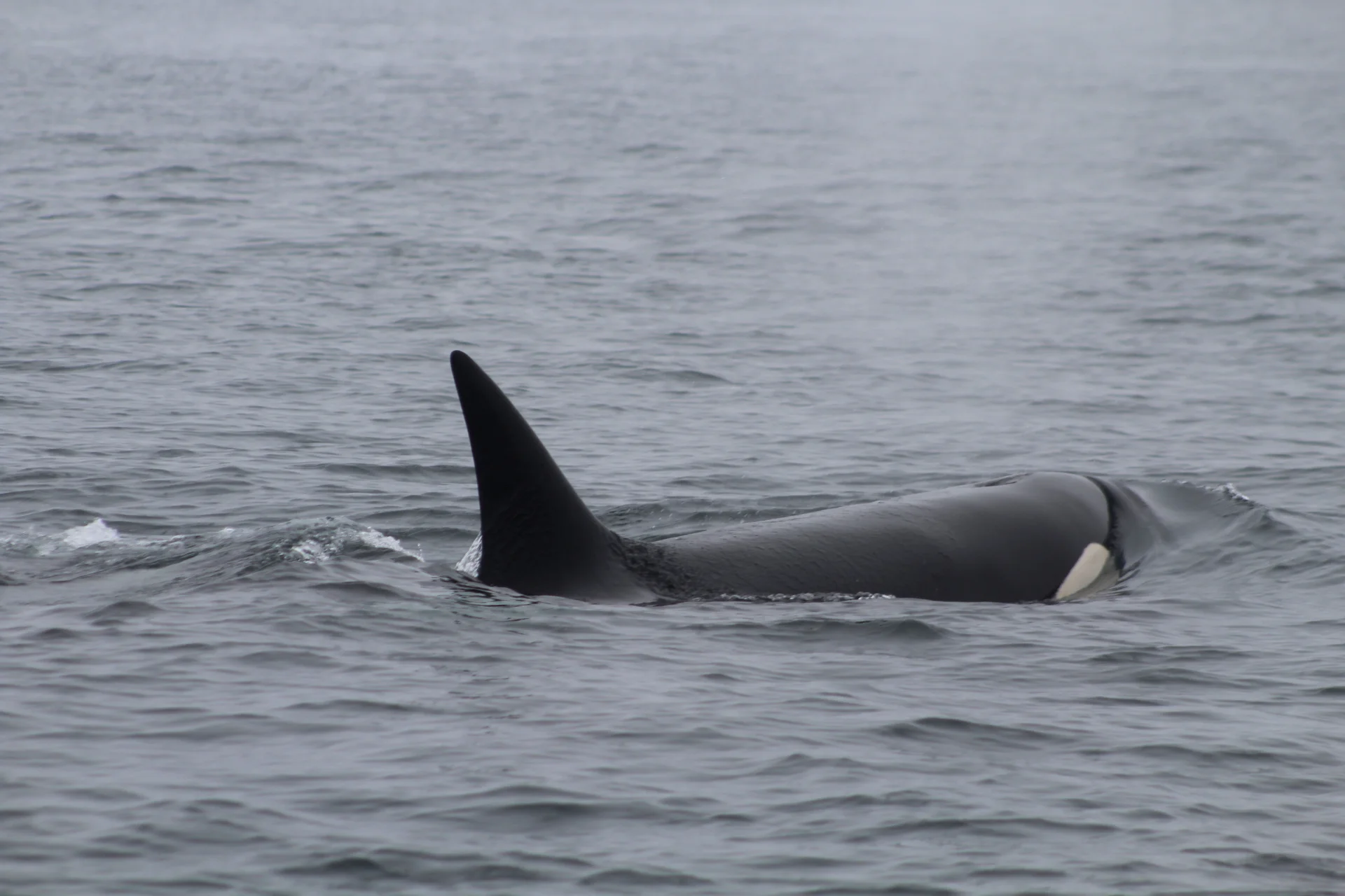 Finding Orca's in the Fog