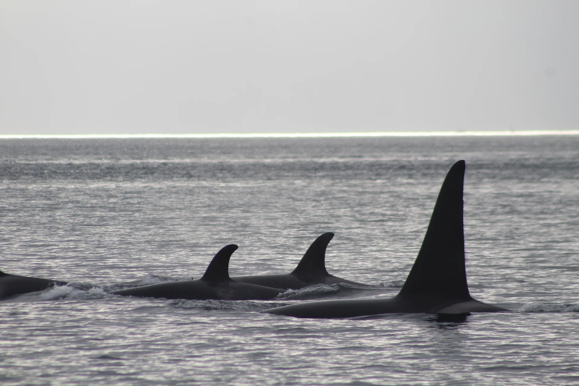 A Pletheroa of Wildlife