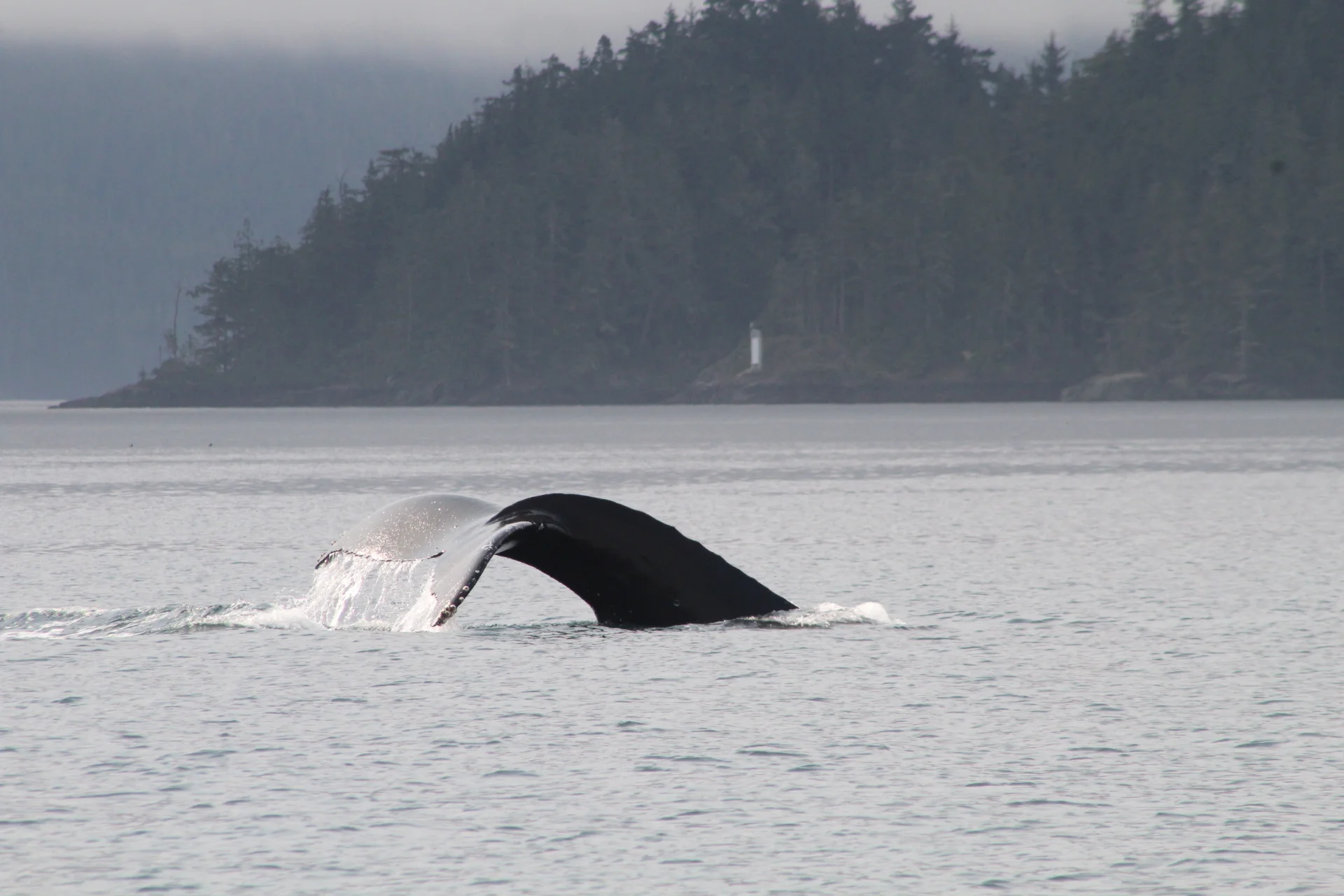 The Synchronicity  of Nature