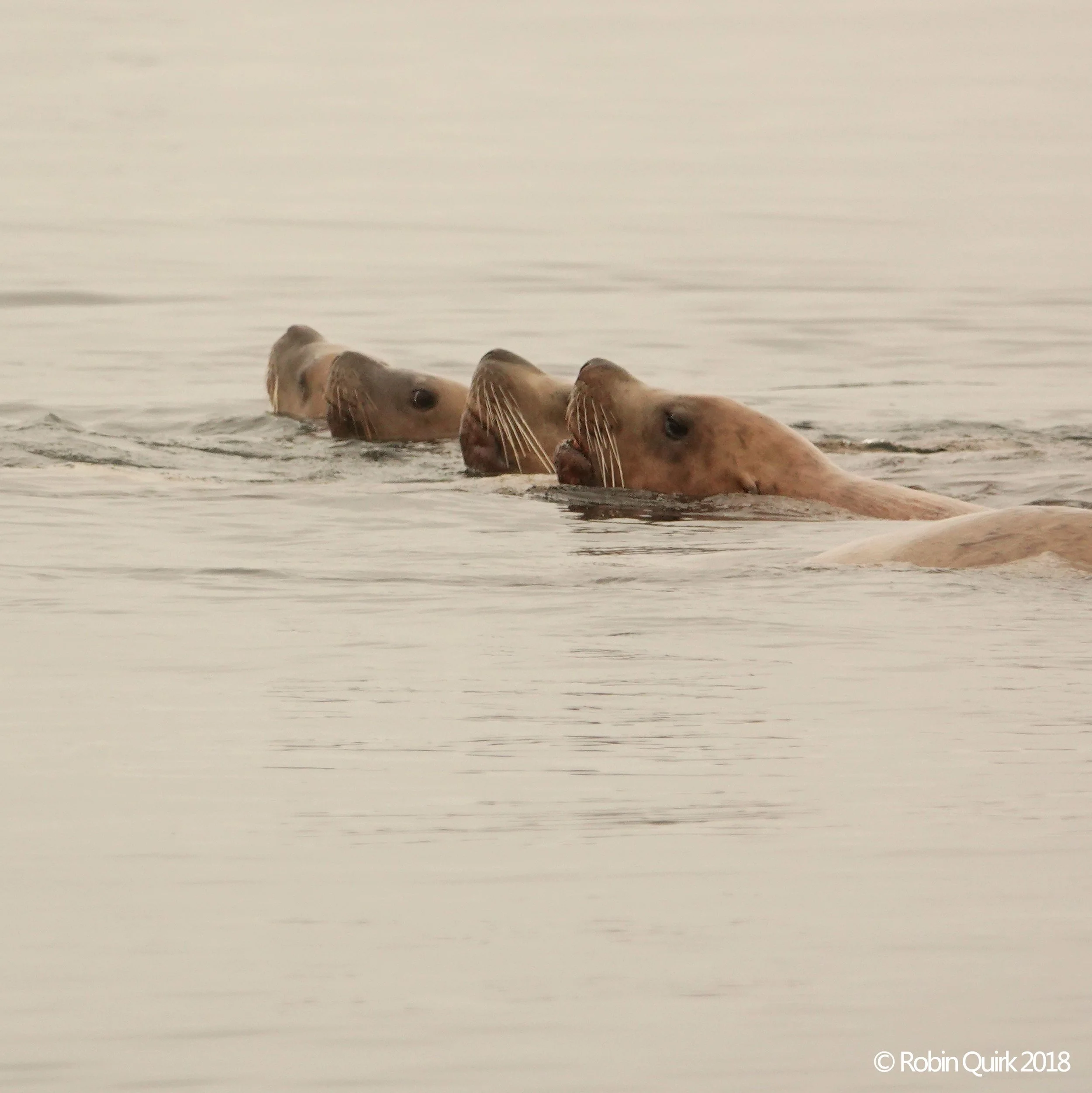 A Generous Gift of Numerous Species