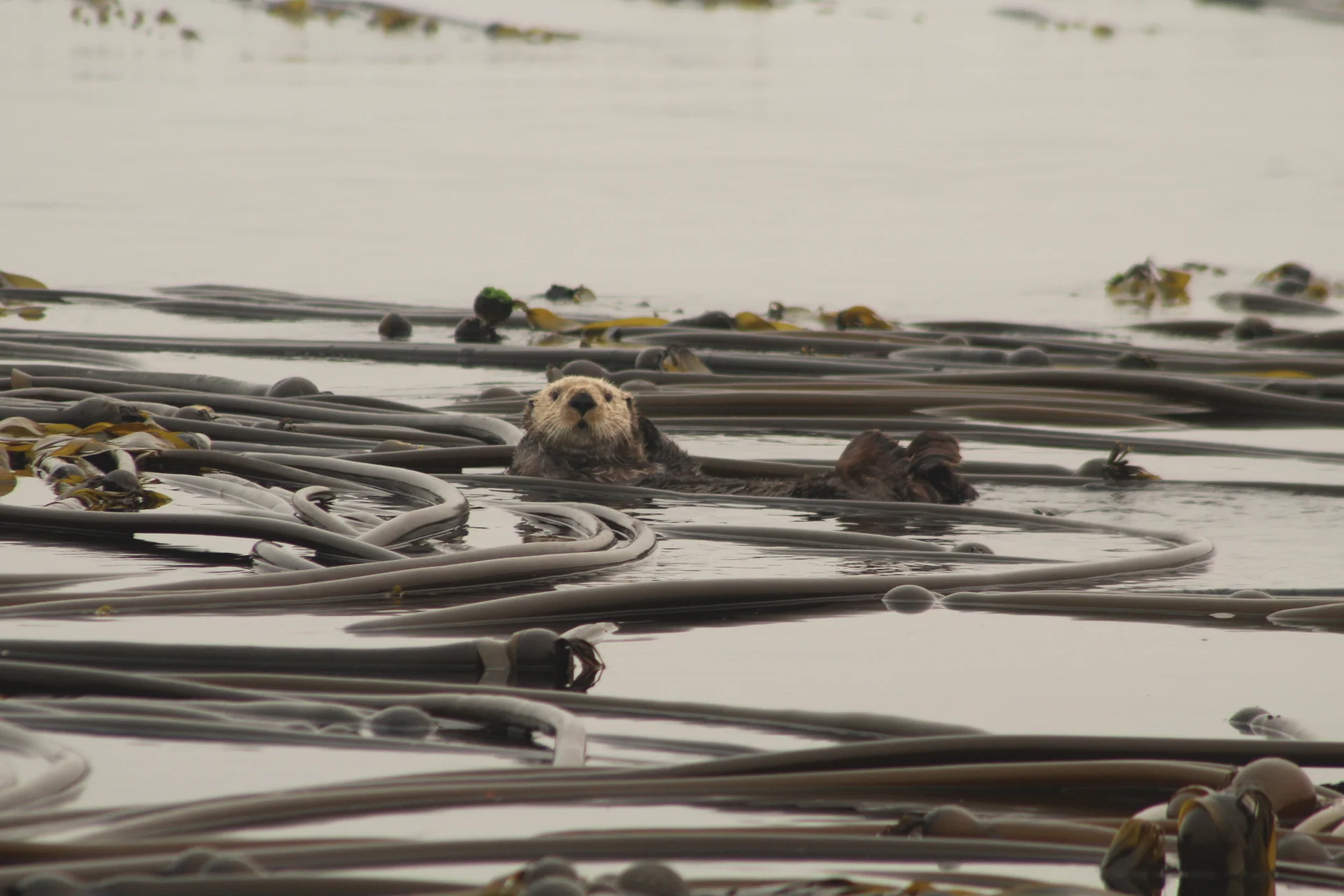 The Ocean, Teeming with Life and Wonders