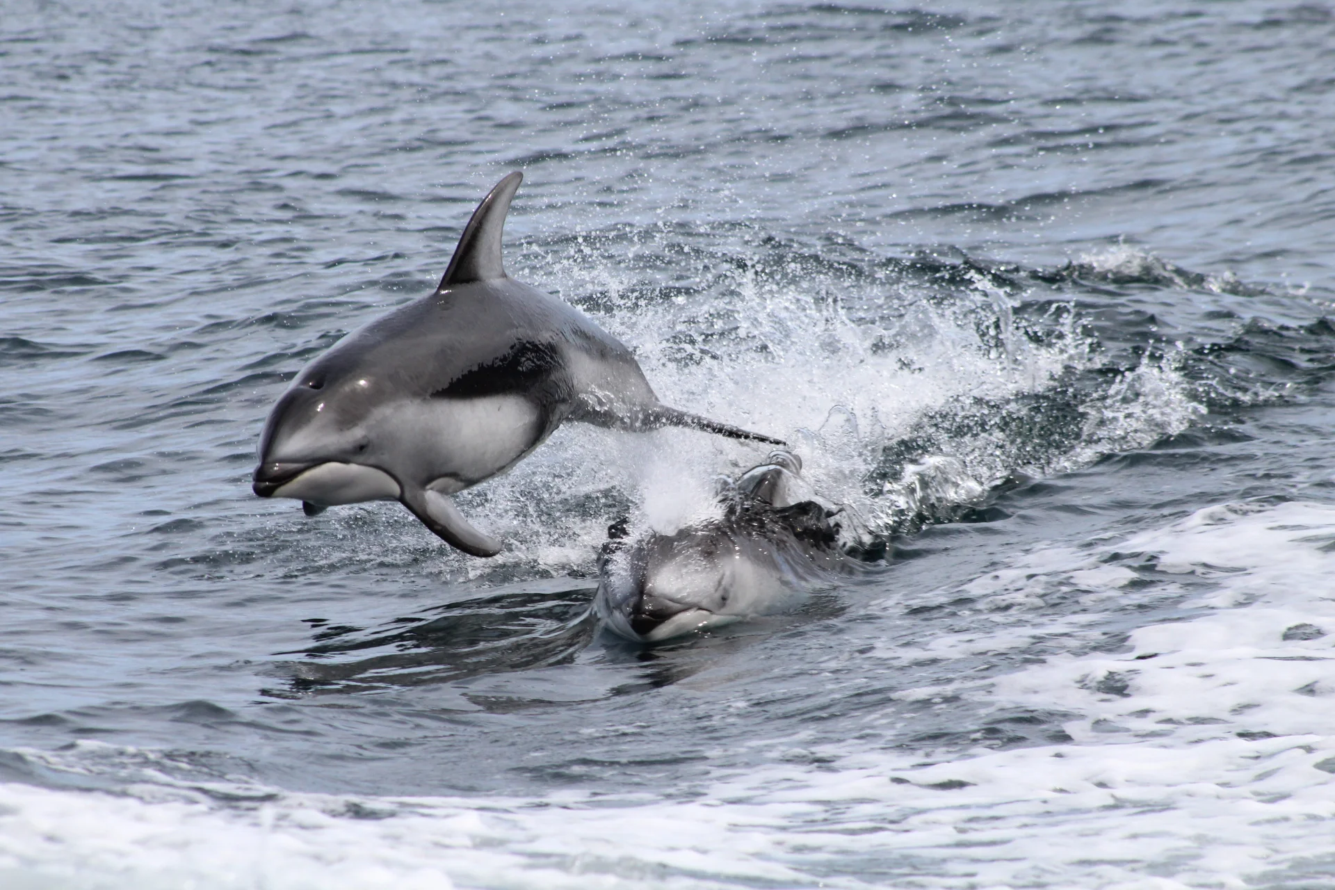 The Wonders of the Wild